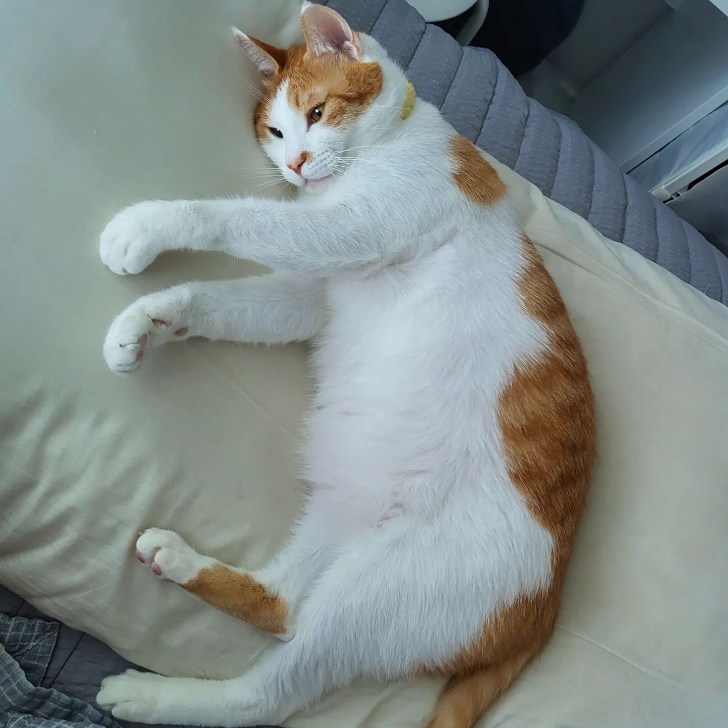 나눈..털찌니다...
근데 엄마가...살찌니라고..놀린다..(›´-`‹ )
