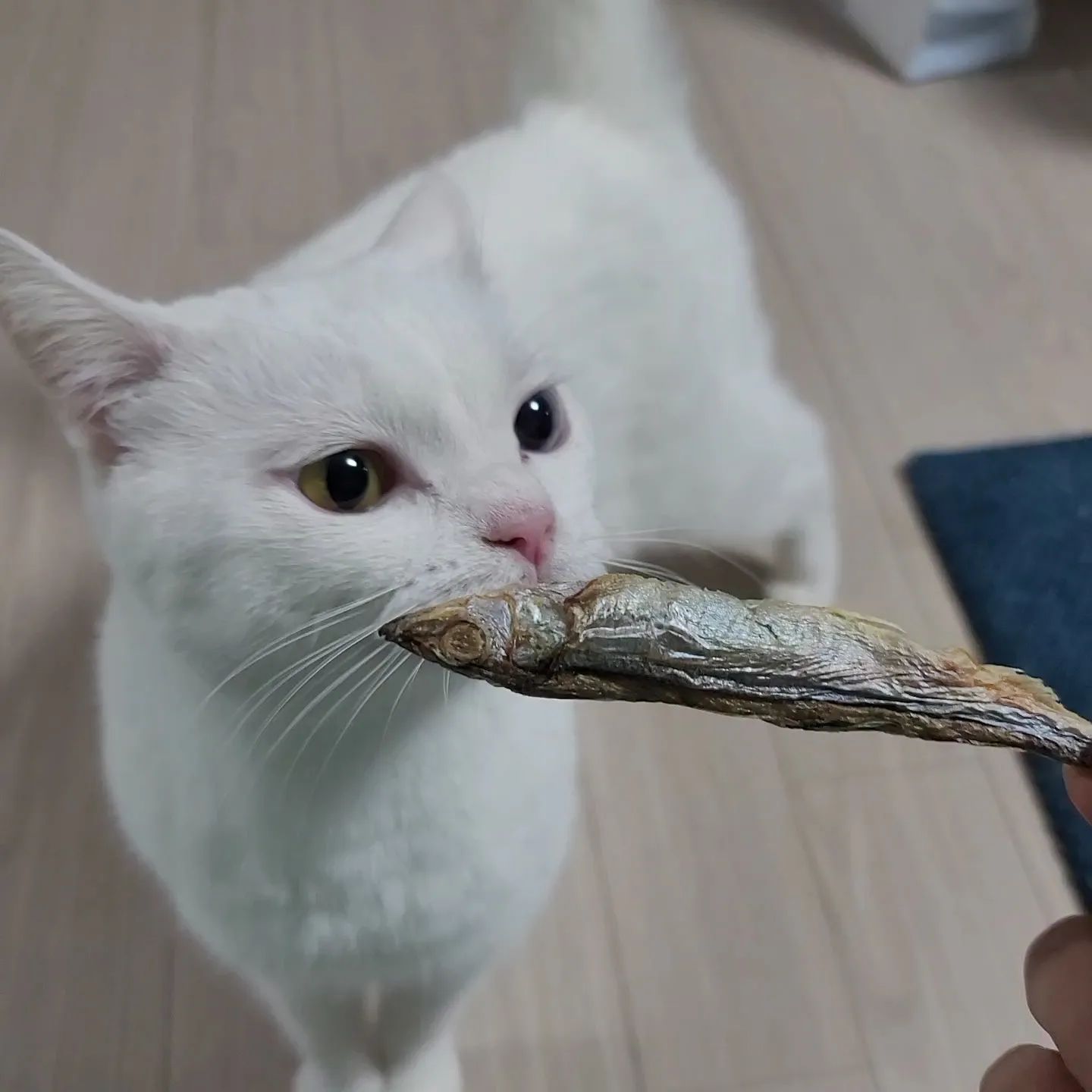 고양이에게 열빙어🐟 안전하게 먹이는 법

한 입 사이즈로 나온 간식들도 많지만
던져주고 "먹어라~" 하는 것 보단 제 손으로 주는게
더 끈끈한 사이가 되는 것 같아서 좋더라구요!

1️⃣ 열빙어를 꺼냅니다. 스윽 한 번 냄새를 맡아보면 고양이가 어떤 냄새를 좋아하는지 알 수 있죵!
2️⃣ 고양님이 한 입 뜯어 먹을 수 있을만큼 잡는다. 엄지손톱이 위로가게 해 고양님께서 내 생 살을 씹어먹을 수 없도록 한다.
3️⃣ 고양이는 앞니가 부실하다 (원래 앞니는 풀☘️자르는 용도. 육식 고양이는 송곳니가 발달) 송곳니로 씹을 수 있도록 옆으로 움직여준다.

이래도 물리지 않는다 보장은 할 수 없으나🤔🤔🤔
고양님이 맛나게 먹으면 그걸로 장땡이겠쥬❓️✅️

양껏 한 입 크게 베어물면 다시 토하니 주의하시공
오늘도 사랑받는 집사가 됩시다!😽