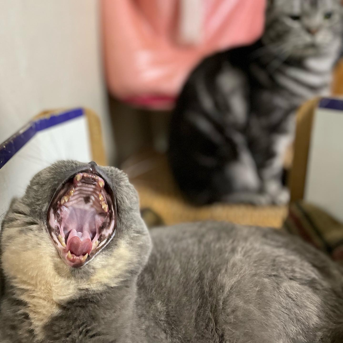 ❤️
.
.
#catsofinstagram #britishblue #britishshorthair #catclub #instacat #chonkycat #britishshorthaircats #petsofinstagram #chonky #catoftheday #bshshorthairclub #britishshorthairworld #gatto #kitten #funnycats #bshcat #petsofinsta #catphotos #kittensofinstagram #kittengram #cat #catoftheday #katze #chat #londoncat #londoncats #kittensofinstagram #cutecats  #kittens_today #猫 #кошка #кошкавдар