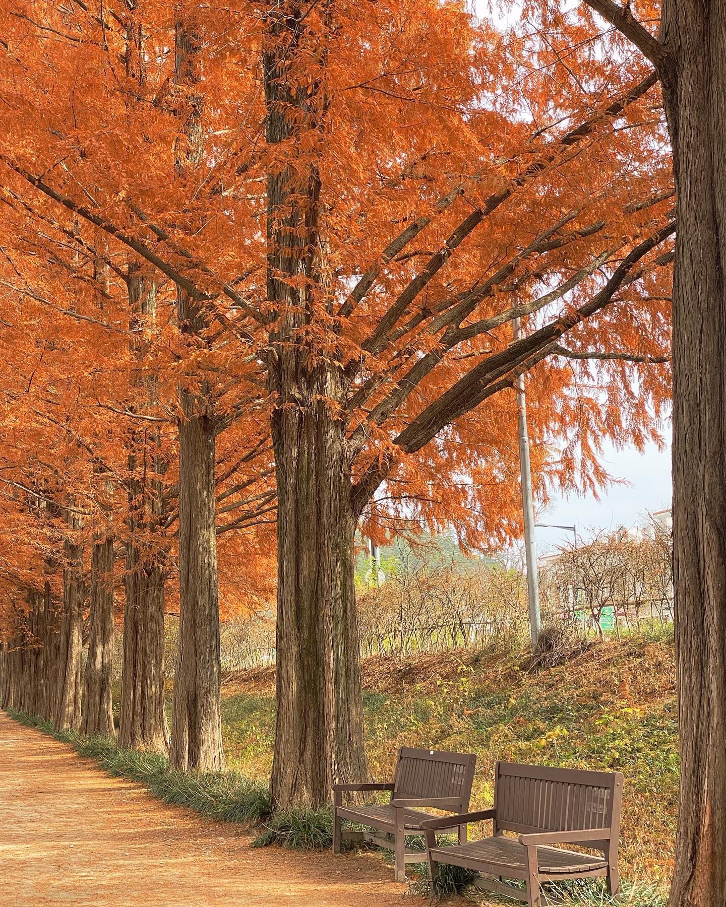🍂