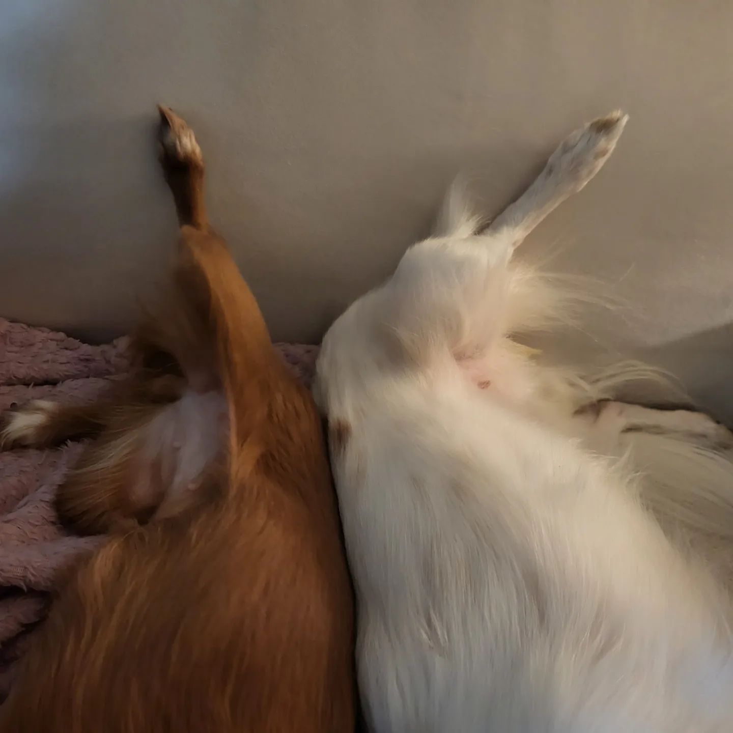 🐾댕칼코마니🐾