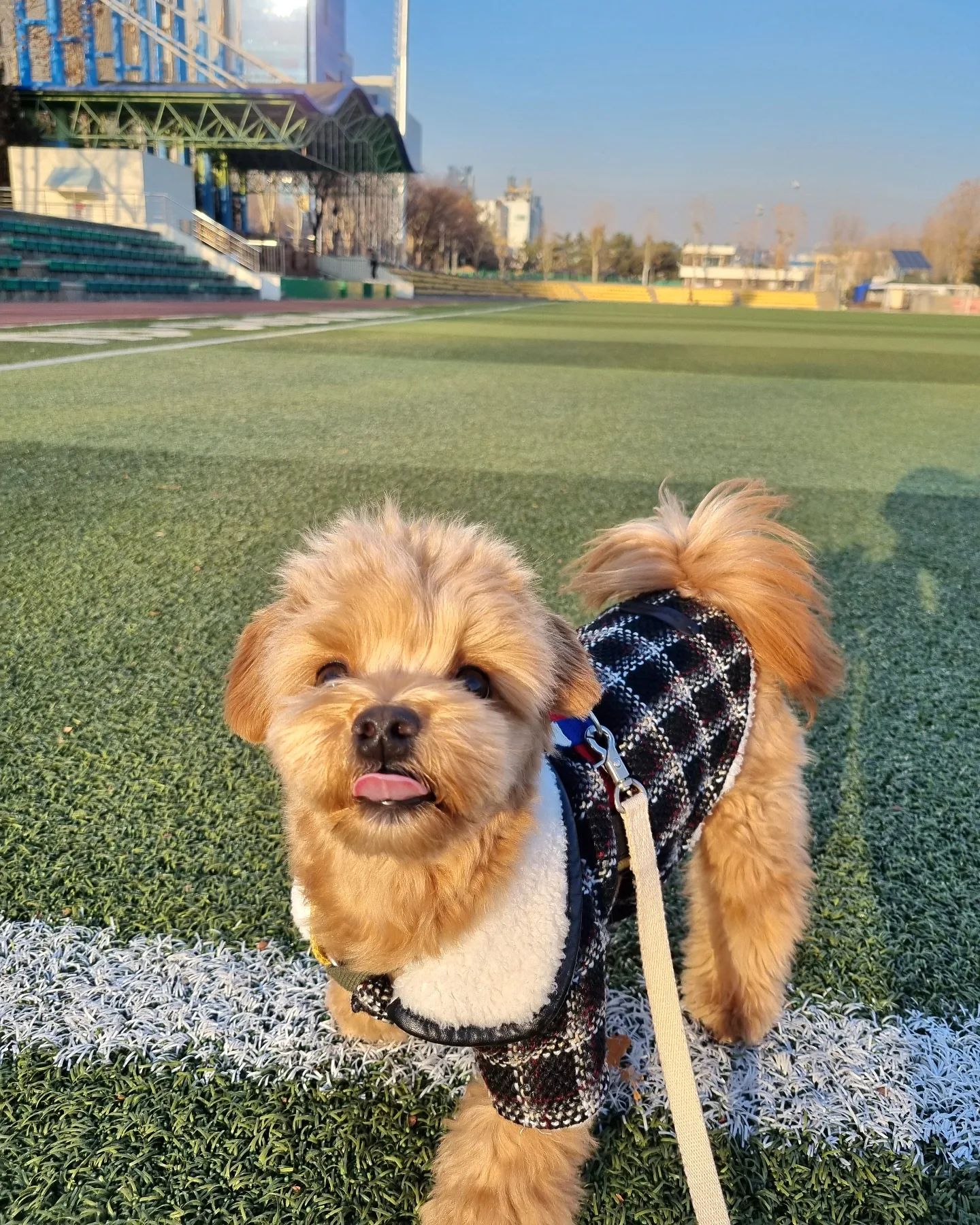 #제품제공
Dogestro
Reversible Tweed Coat Black🖤

룽디는 요번 주말에 이고 입고 카페 갈건데 칭구들은 모할고야?💖