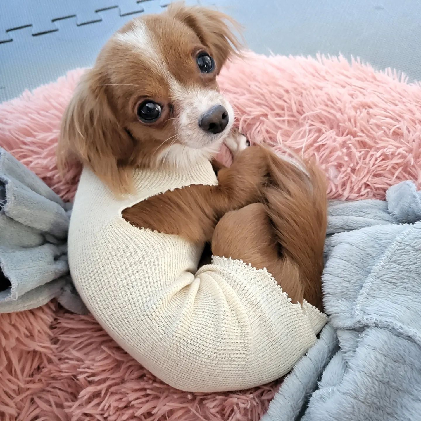 칭구드라 나 중성화수술해써😢
아플 땐 역시 따땃한 막내언니 옆에 누워야지😢