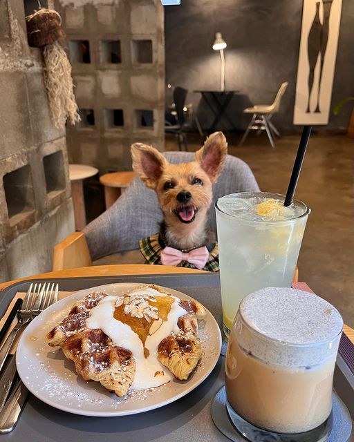 리치누나 먹스타그램 on Instagram: "📌민가카페 (🐶반려견동반가능)
❤️: 7.3/10
📝 죽전 단국대 후문에 꼭꼭 숨어있는 갬성카페

🍽 애플시나몬 크로플⭐️+ 흑임자라떼 + 레몬에이드 

🏔단국대 정문입구에서 단국대 후문까지 등산?!^^하면서 민가카페 도착~! 
단국대와 법화산이 주변을 감싸고 있어 굉장히 도심분위기가 아닌,,,산속안에 있는듯한 한적하고 아늑한 분위기의 카페이다~ 시그니처 음료를 고민하던 중에 사장님께서 원래 ☕️흑임자라떼가 시그니처음료였는데 ,,너무 인기가 많아서 잠깐 시그니처메뉴에서 빼셨다고 해서 바로 주문했다~ 흑임자의 고소하고 달달한 맛이 커피와 함께 먹기 좋았다 ㅠㅠ!! 하지만 생각보다 커피의 맛이 연하다고 느껴져 조금 아쉬었다 ㅎㅎ ㅠㅠ커피를 연하게 먹는 엄마는 맛있었다고 하셨다👍🏻
🥐거의 등산하면서 단국대후문까지 갔던지라,,,당충전 시급해서 크로플을 먹었는데,,,정말,,,생각한대로 맛있었다 바삭바삭하고 애플잼 넉넉히 들어있었당ㅎㅎ크로플을 다 먹을때까지 애플잼과 크림이 부족하지않아서 좋았당🙌🏻

야외테라스가 아늑하게 잘꾸며져 있어 리치랑 선선해진 날씨 느끼면서 커피를 즐기기 좋았다아🫶🏻

🐶 반려견 동반가능 (실내도 ⭕️)

✔️주차공간이 협소하고, 단국대 정문↔️후문 통과차량 회차 미적용으로  정문통해 후문으로 출차하면 1000원 부과🥲 
(🔺정문에서 정문으로 차 나오는데 45분 세웠더니 2500원 나옴🫠)
✔️단국대정문에서 걸어서 15~20이면 도착~!!걷거나 단국대 안으로 버스타고 가보는걸 추천🙋🏻‍♀️

🏠 경기 용인시 기흥구 마북로247번길 108 1층 민가(珉家)
⏰영업시간 : 월~목(11:00~21:00), 토~일(12:00~21:00) 🔺매주 금요일 휴무

#용인 #용인카페 #기흥카페 #죽전카페 #보정동카페 #크로플맛집 #단국대맛집 #카페추천 #반려견동반 #반려견동반카페 #애견동반카페"