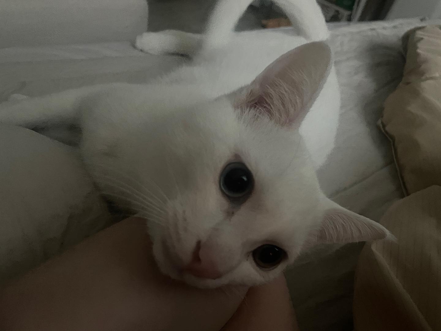 모닝 리찌