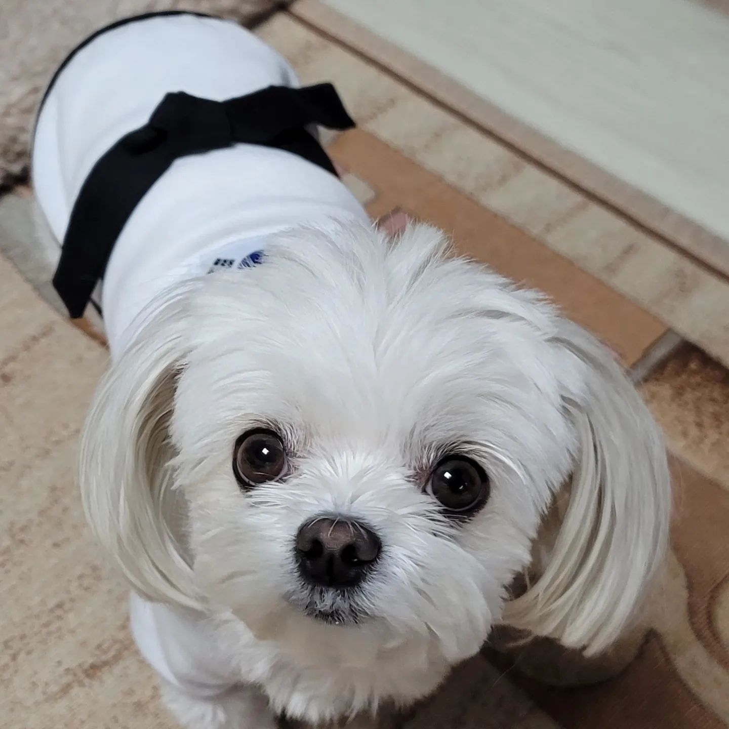 나능야 태권소녀 둥이!🥋
도복입고 멍치원가서 열운하고와따!💪

도복입고 축구하는 둥이는..!
태권도선수인가 축구선수인가?!🤔
멀라 신나면 댔찌!!🕺💃

언니랑 개플룩(?)입고 사진도 같이 찍었떵☺️
근뎨 언니야 도복은 스판성 1도없뉸데
둥이 도복은 스판성 짱짱해서 왕편하디롱😜

편함도🫠 귀여움도🐶 운동도🏃‍♀️
마지막 엽사까지도🙄 다 내가 이겨땨😤😤😤
그나저나 멍티원 턴땡님들은 역동적인 사진도 오뜨케 이리 귀엽게 찍어쥬시는걸까🥰

#도람도람 #강아지도복 #강해졌다 #검은띠🥋 #애견이색옷 #강아지태권도복 #애견태권도복 #제제네멍치원 #멍치원운동장 #뛰뛰하기좋아 #집에와서뻗음 #멍스타그램 #댕스타그램