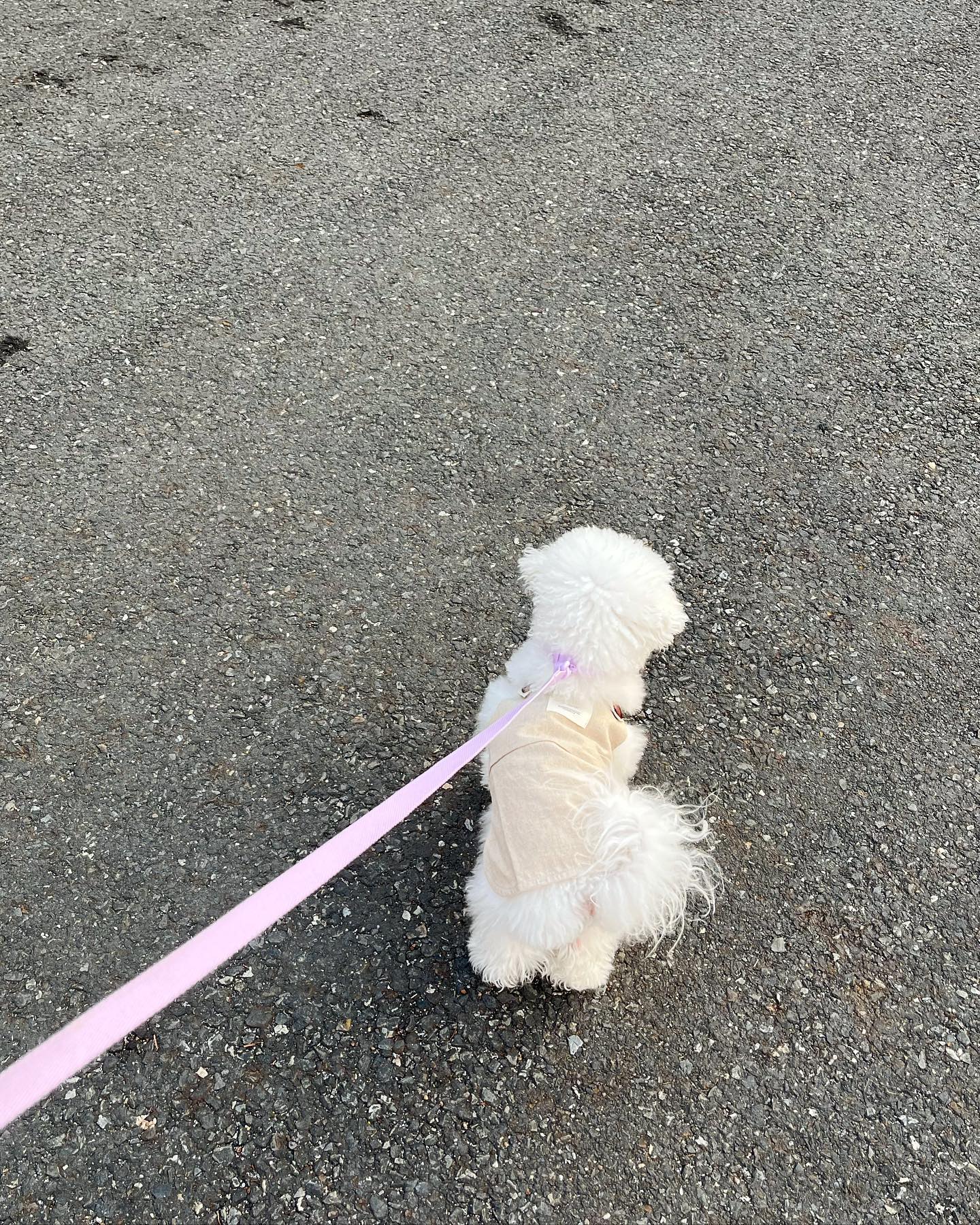 오늘의 롱이는 카페 사장님룩💗
롱이야 엄마는 아아로 부탁해!

#오늘의강아지 #댕스마스
