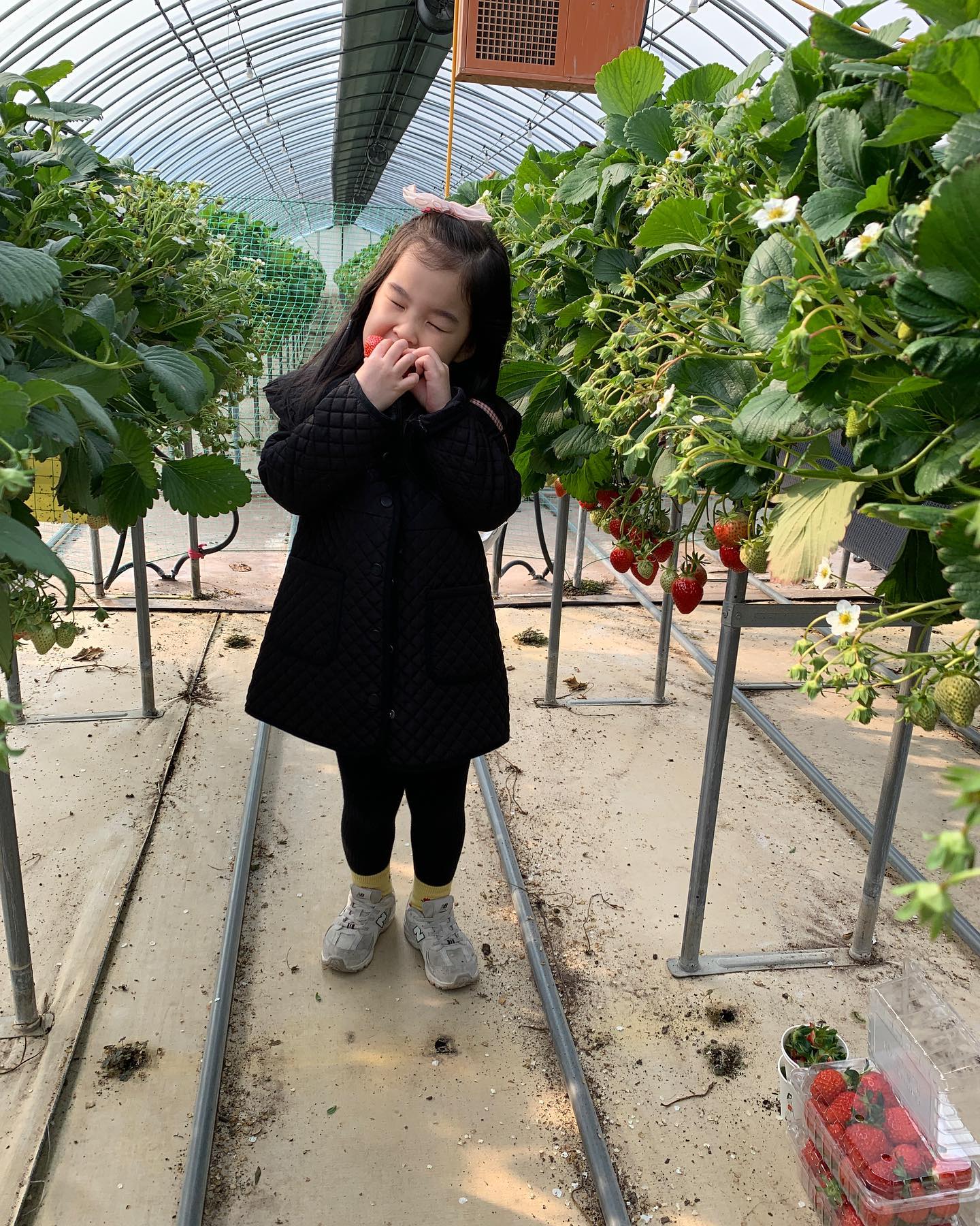 우왕 지수가 좋아하는 딸기❤️
#다산딸기조합농원 #고령딸기체험 #대구근교체험