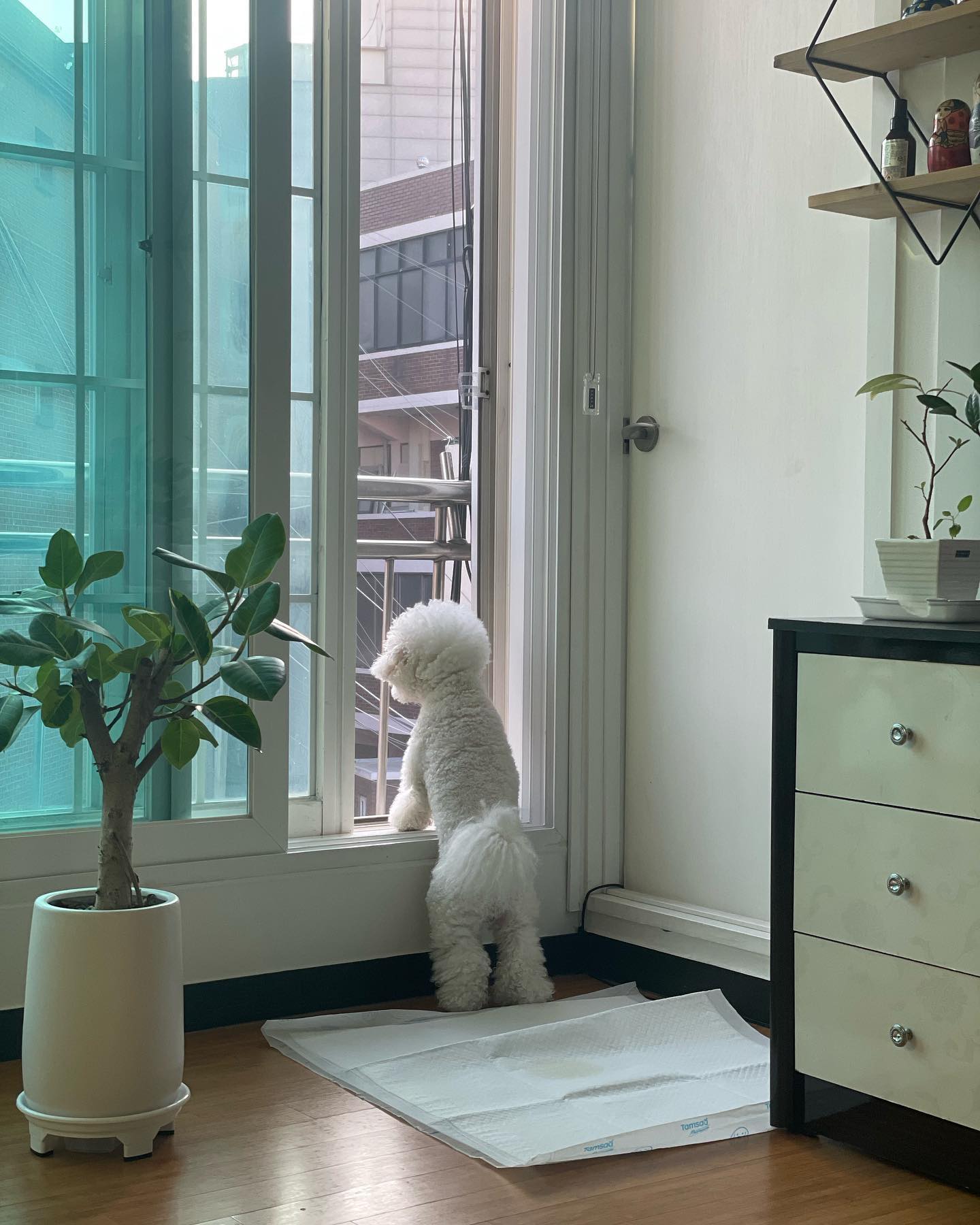 곧 직립보행 예정