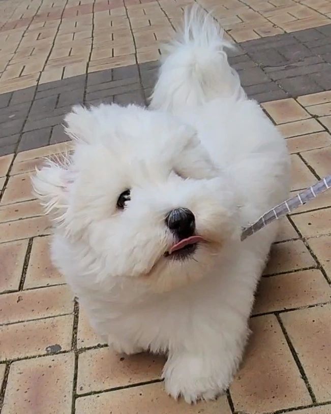 왕귀엽다😍

#꼬똥드툴레아