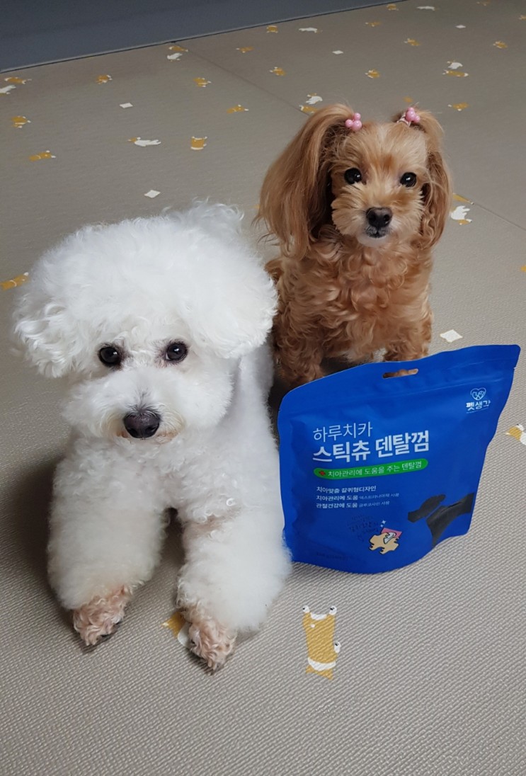 펫생각 하루치카 스틱츄 기호성 좋은 강아지 덴탈껌