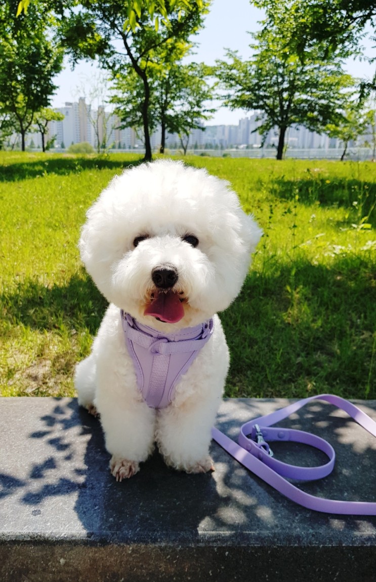 [파미야 강아지하네스] 도톰 튼튼한 멀티 스트롱 하네스 / 멀티 리드줄