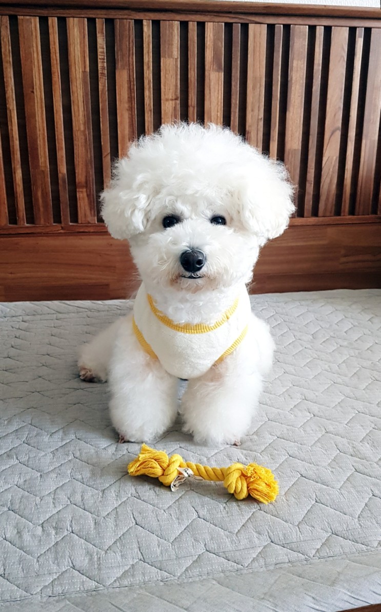 패리스독 버디후리스 강아지옷 장난감세트