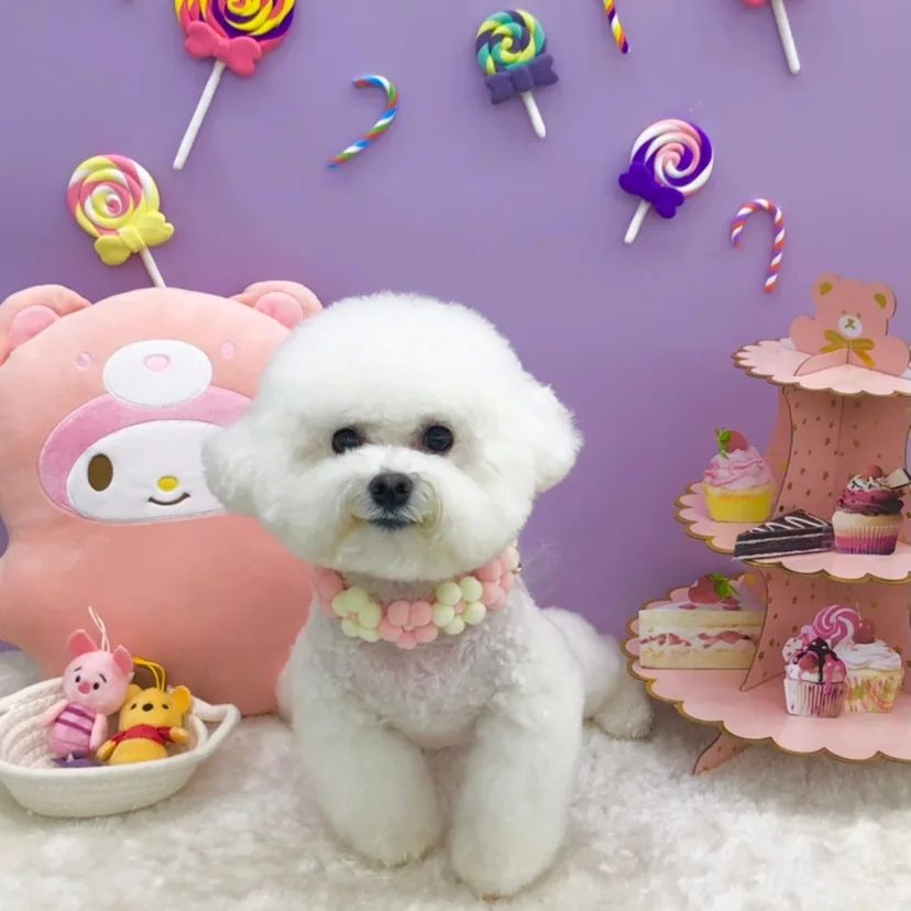 -
🍭화이트데이 기념🪅미리사탕받음🍬
나는야 인기쟁이🩷🧡💜
.
.
.
#수원비숑미용 #비숑미용 #비숑귀툭튀 #비숑프리제 #비숑스타그램 #비숑 #비숑가위컷 #반려견 #멍팔 #멍팔댕팔 #멍팔맞팔 #bichonfrise #bichonfrisé #미니비숑 #소통 #일상 #성장일기 #강아지모델 #인스타독 #댕댕이 #댕댕이친구들환영 #강아지친구환영 #puppy #petstagram #dogstagram #doggy