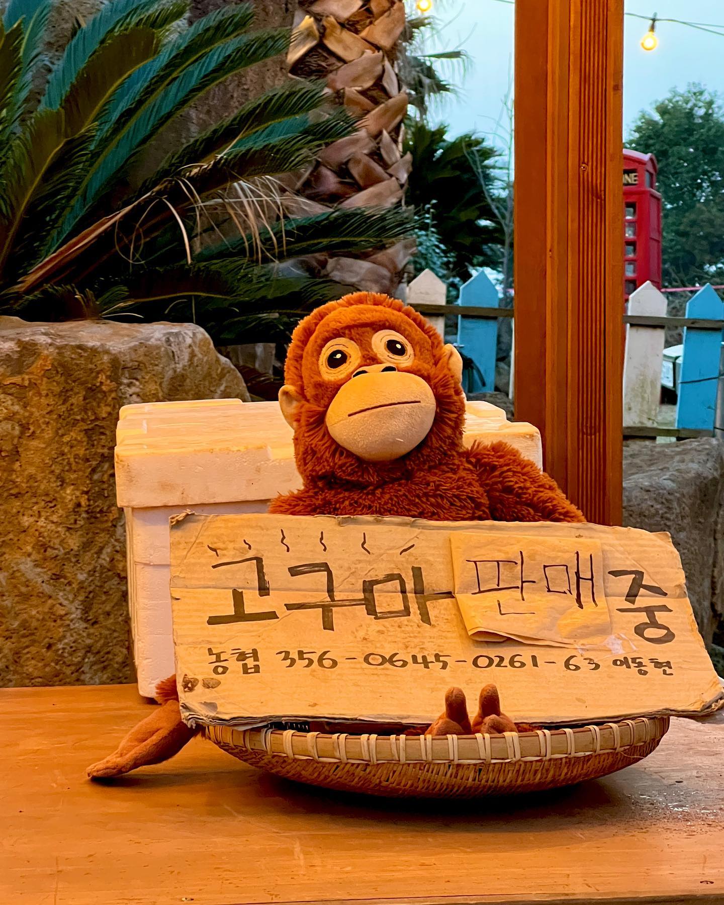 🍊
1박2일치고는
알찬 제주도여행기1탄

귤도 따고 귀여운 동물도 보고
매우 귀엽고 따끈한 하루˃ᴗ˂💜💛