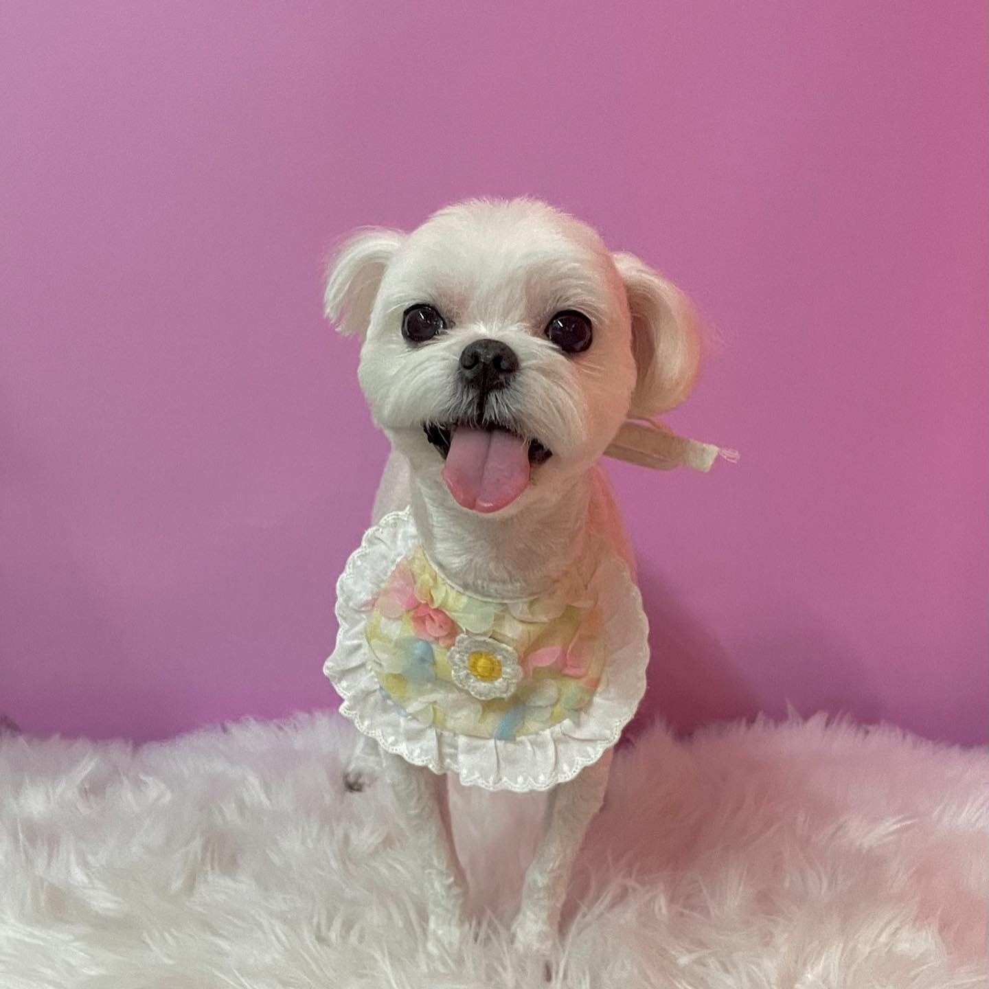 우리집 강아지 자랑🐶💕 #서울