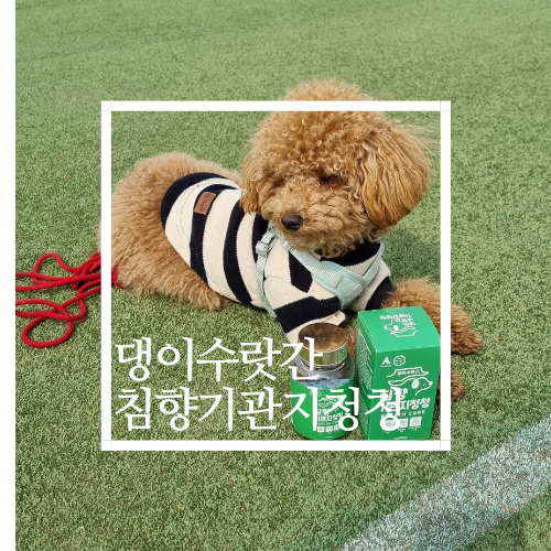 강아지 기관지영양제 호흡기영양제 댕이수랏간 침향기관지청청 (+고양이영양제)