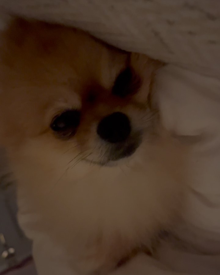 대체 왜 저러구 자는지 ㅋㅋㅋㅋㅋㅜㅜ  우리 몬난이랑 같이 댕나잇 🌙🤎
#털태기