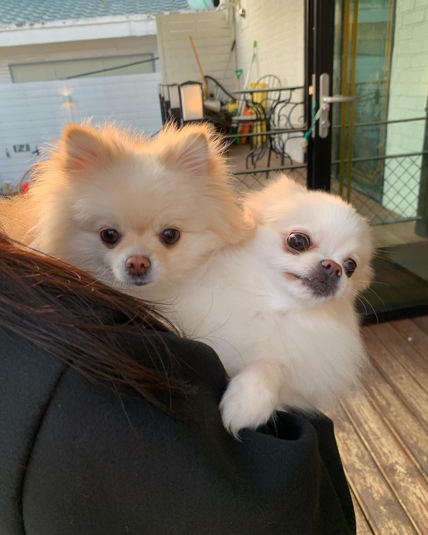 인스타 오랜만에 올리는 보리언니 반성해,,, 🥺

보리 드디어 보리엄마 뽀롱이 만나다🤍 처음에는 아는 척 하나 싶더니 바로 갠플행..🤭 그래두 아예 모르는 건 아니라서 다행이지요 우리 좀 닮았나용~? 

보리 물릴 뻔 해서 언니 네일도 깨졌고,, 대응이 참 아쉬웠던 애견카페😤 다른 강아지도 물려고 하면 보통 나가라고 하지 않나요? 가까워서 좋았는데 이제 다신 안 가요❌