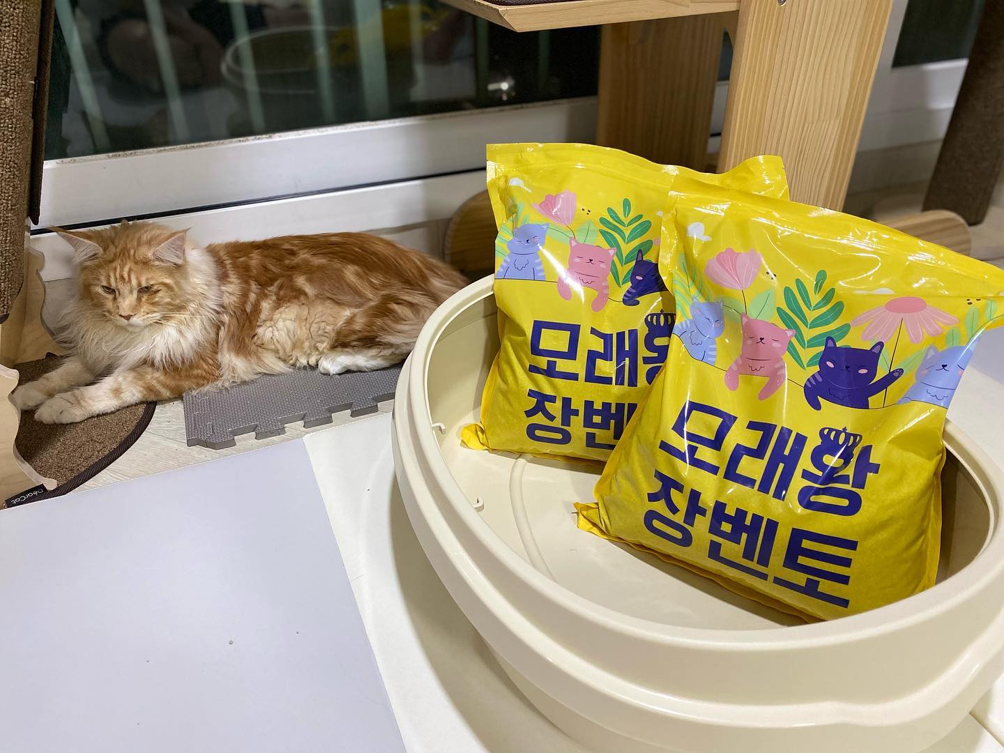 #협찬 miaoco_official
.
1.가성비 최고 미국 와이오밍모래
2.부서지지 않는 단단한 응고력
3.먼지가 거의 없음
4.중국산 모래와 가격차이 없음

냥이들이 모래에서 나올 생각을 안해요 ^^ 앞에 쓰던 모래는 냥이들이 처음에 쫌 꺼려했는데 장벤토는 너무 좋아해요~
앞으로 장벤토를 써야할꺼 같아요 

#협찬 #가성비모래 #와이오밍모래 #응고력 #벤토나이트 #먼지없는모래 #모래왕장벤토 #모래왕 #장벤토