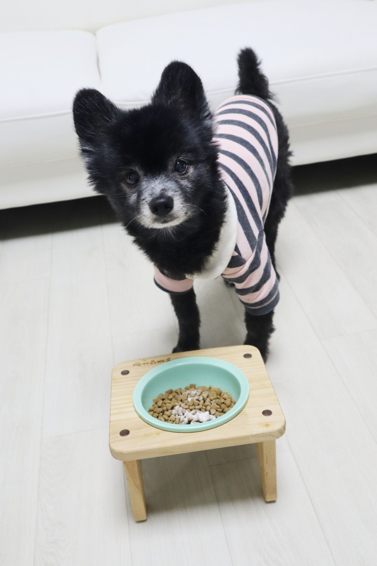 강아지영양제 추천 강아지치주염 관리 댕이수랏간 침향구강덴탈