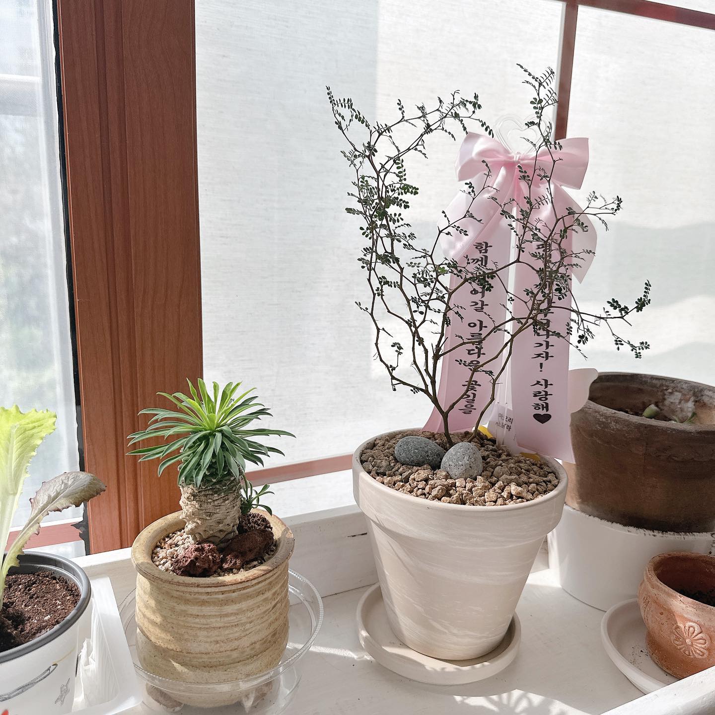 🪴마오리소포라

봐도봐도 예쁘다 🫰🏻
기념일마다 꽃 선물하는 남펴니에게
선수쳐서 받아낸 녀석

여기서 지내다가 한 달 뒤에
같이 집에 가자!

1. 찌아니 상추
2. 찌아니 파인애플나무 (ㅋㅋㅋ)
3. 드디어 내꺼 🫶🏻

#마오리소포라 #소포라 
#요즘세상너무좋네
#택배로화분이오고