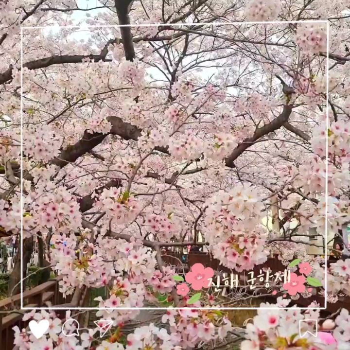 🌸봄 향기 그득, 진해 군항제 (feat. 20년 지기 친구와 함께🌸)

철들기 전부터 간직해 온, 가늘지만 긴 우정.
평생 가자.

#봄 #벚꽃 #진해군항제 #진해 #로망스다리🌸 #꽃놀이 #빈틈없이행복해💕 #알록달록한세상 #넌모르잖아