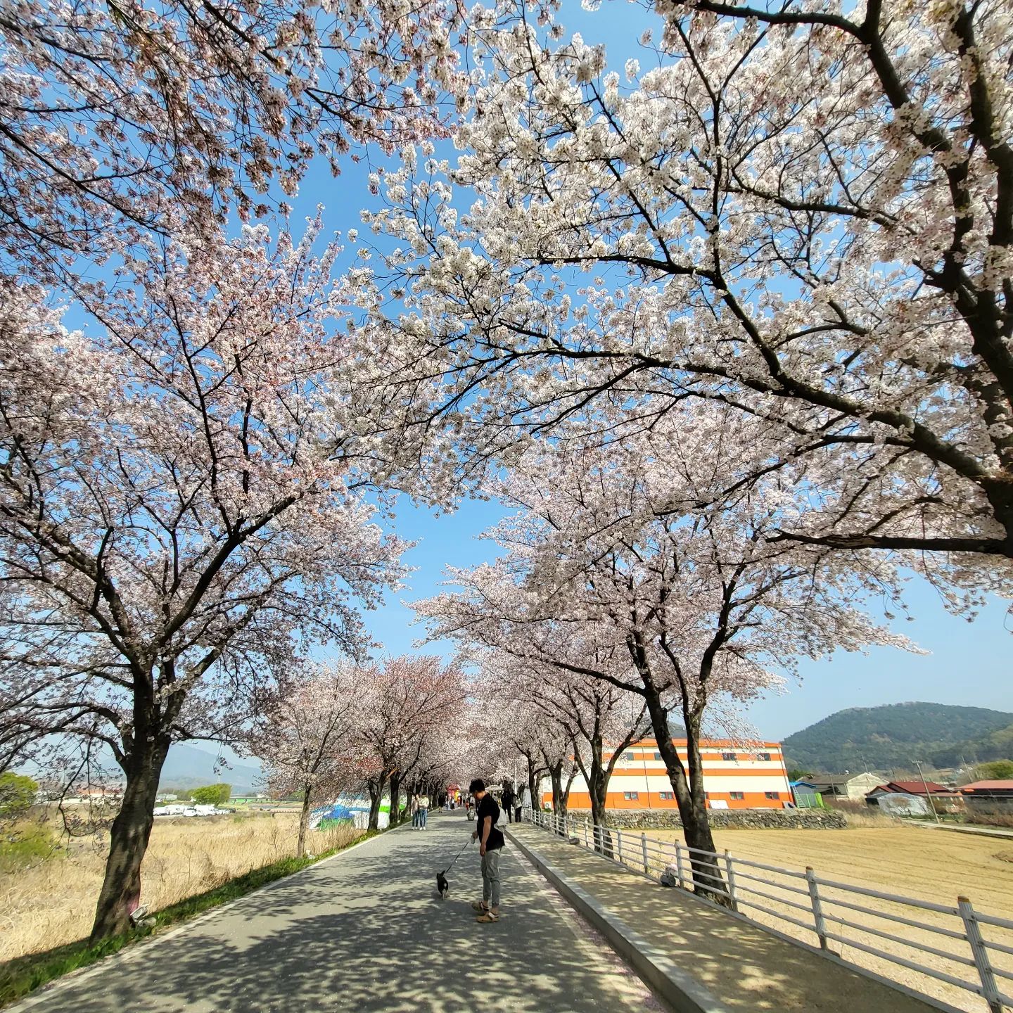 23. 4. 1.
2주간의 벚꽃🌸놀이 끝 💚