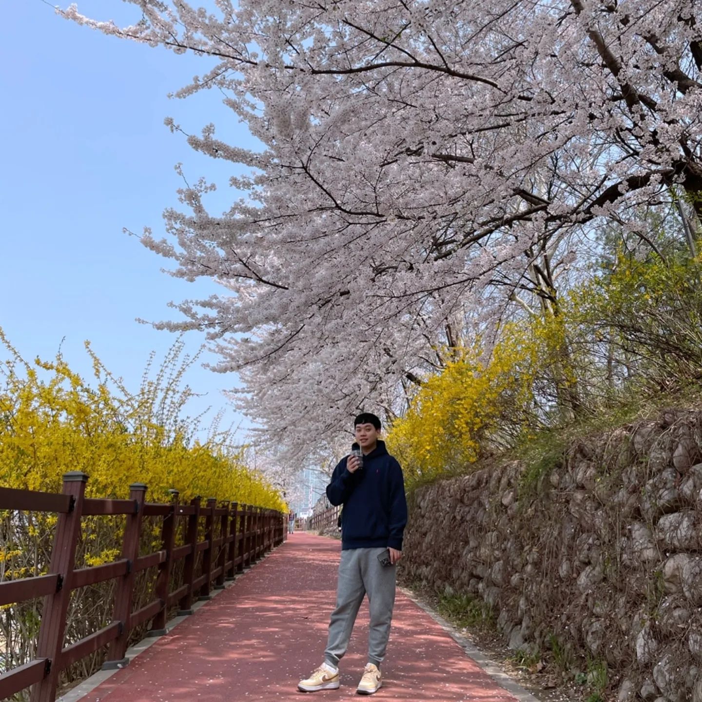 #봄 

벚꽃 실컷 봄..🌸