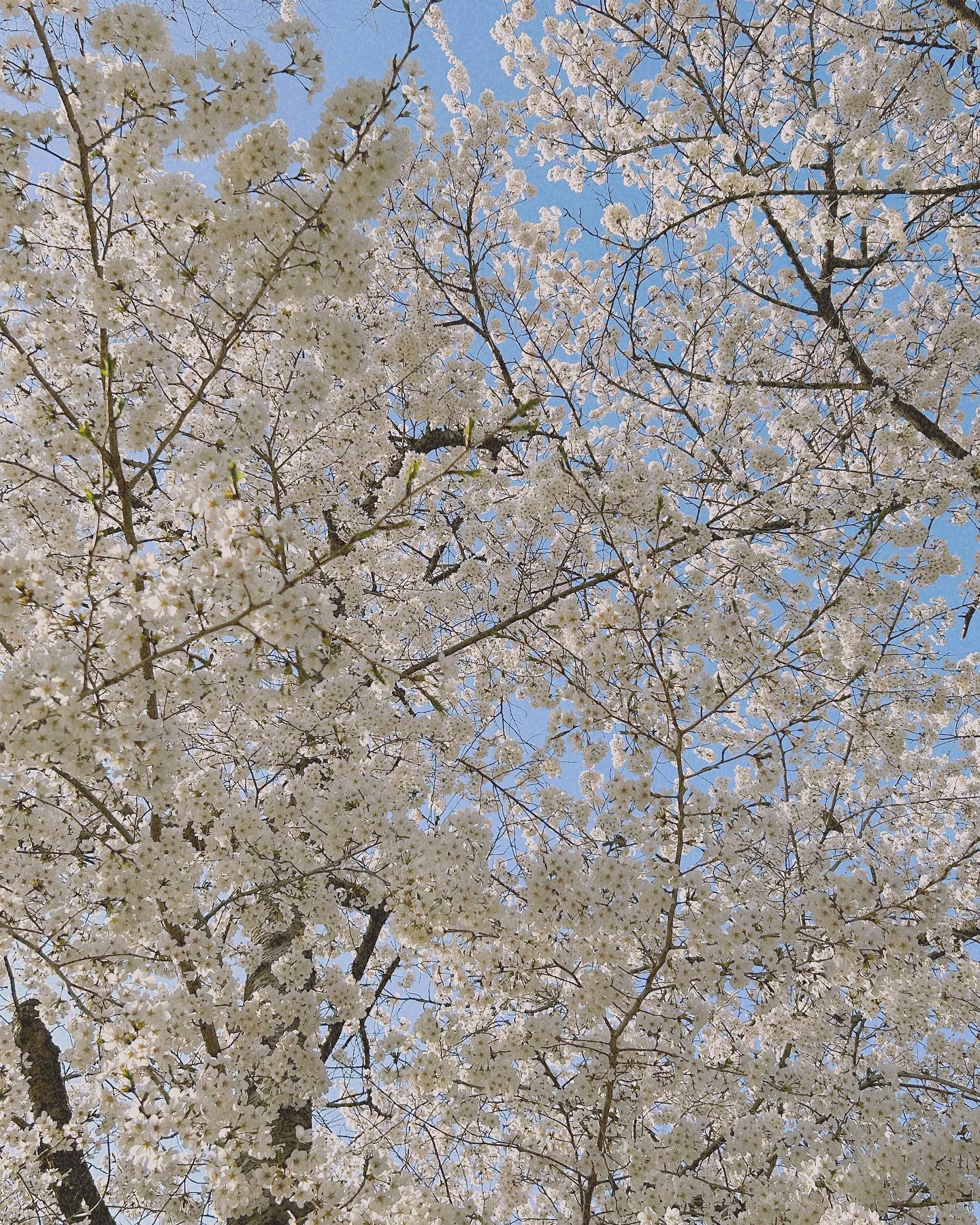 Spring has sprung~