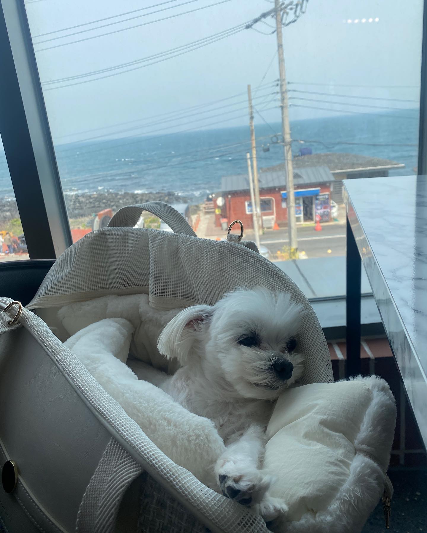 멋진 오션뷰 보면서 엄마랑 눈나는 맛있는거 먹눈데…. 나는………. 잠이나 자야지😮‍💨 (🍯😴)