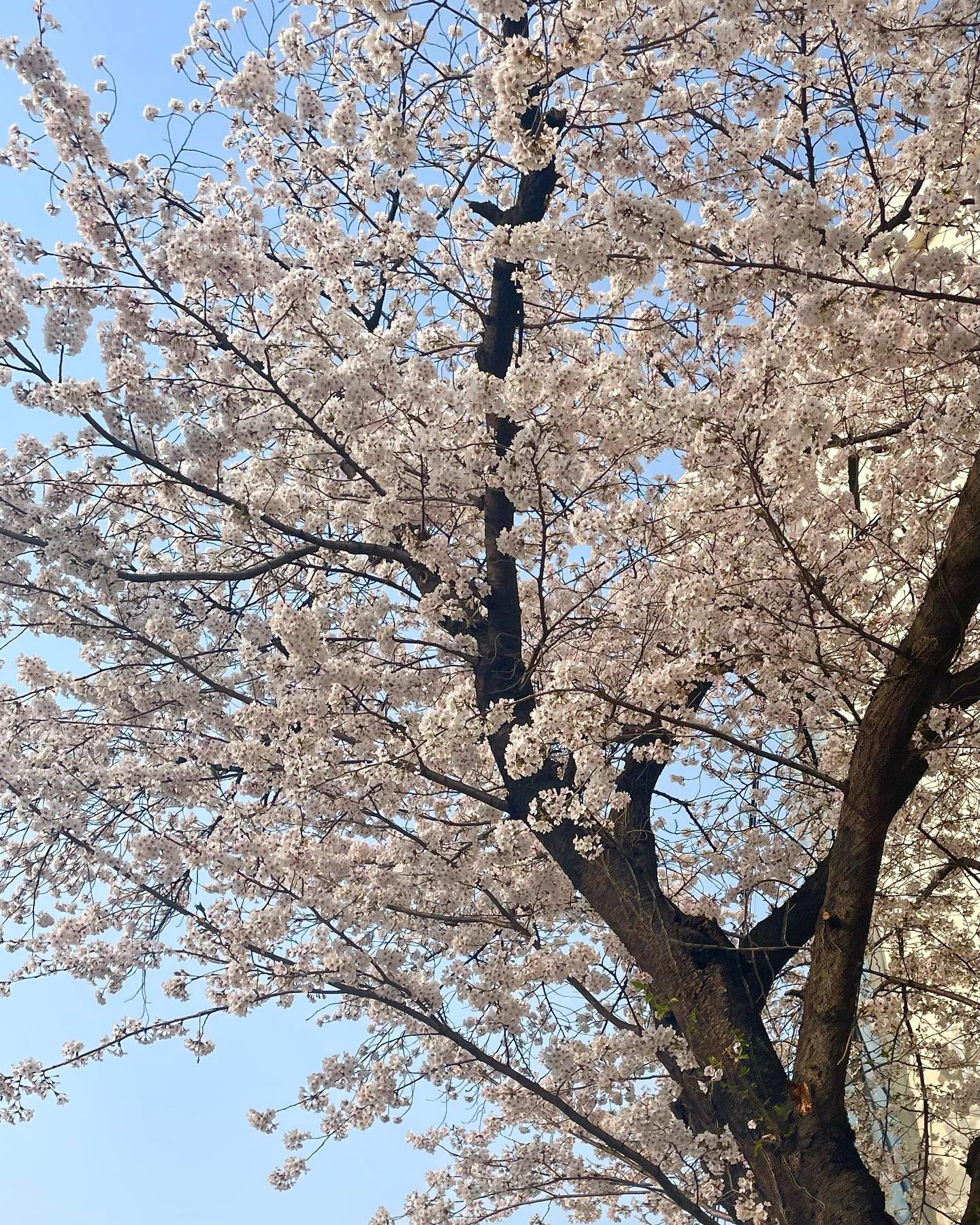 팝콘잔치♡ㅑ 🌸💓 ~~ 나갈 때마다 눈이 행복한 요즘 👀