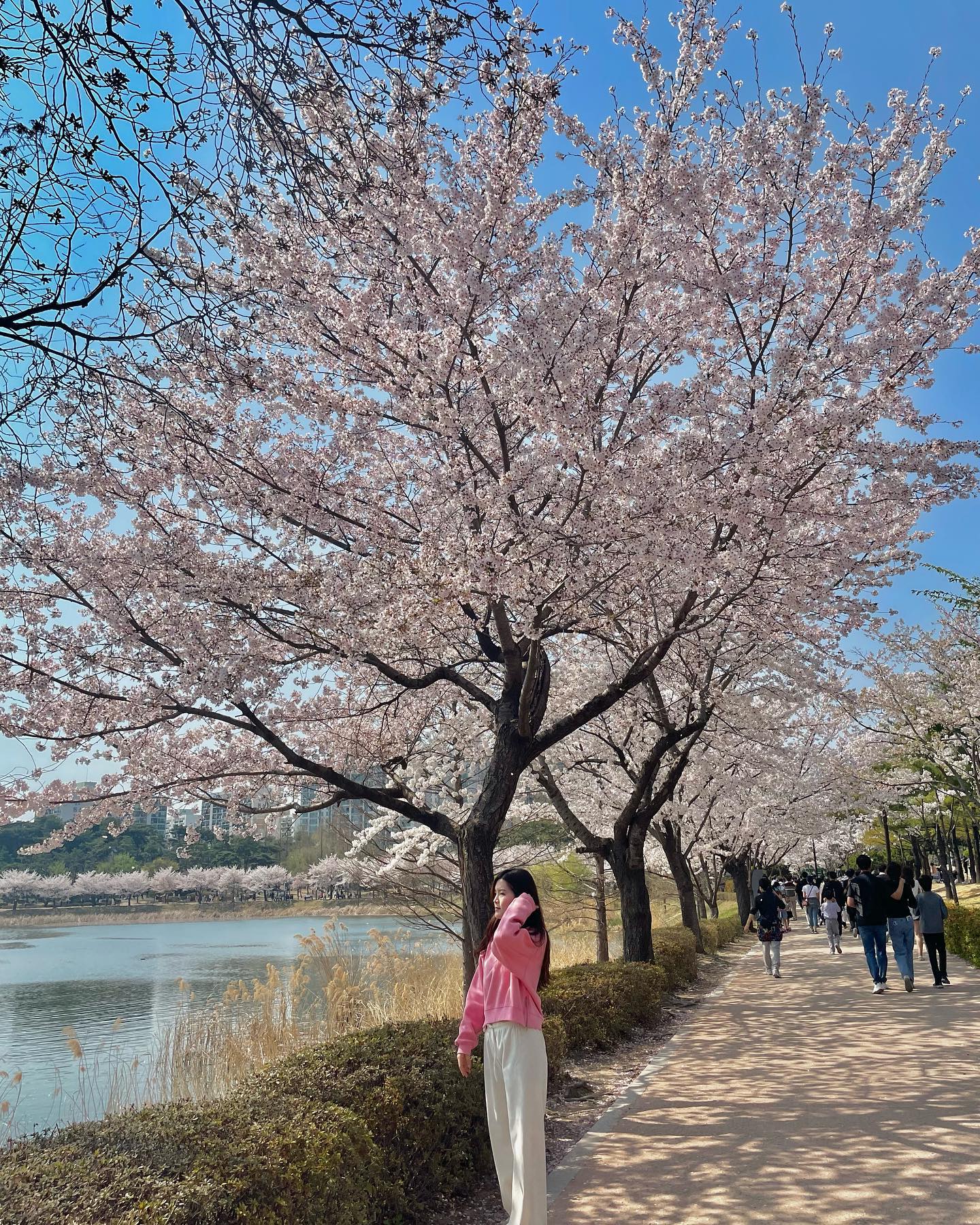 벚꽃 보기 미션 클리어 🌸