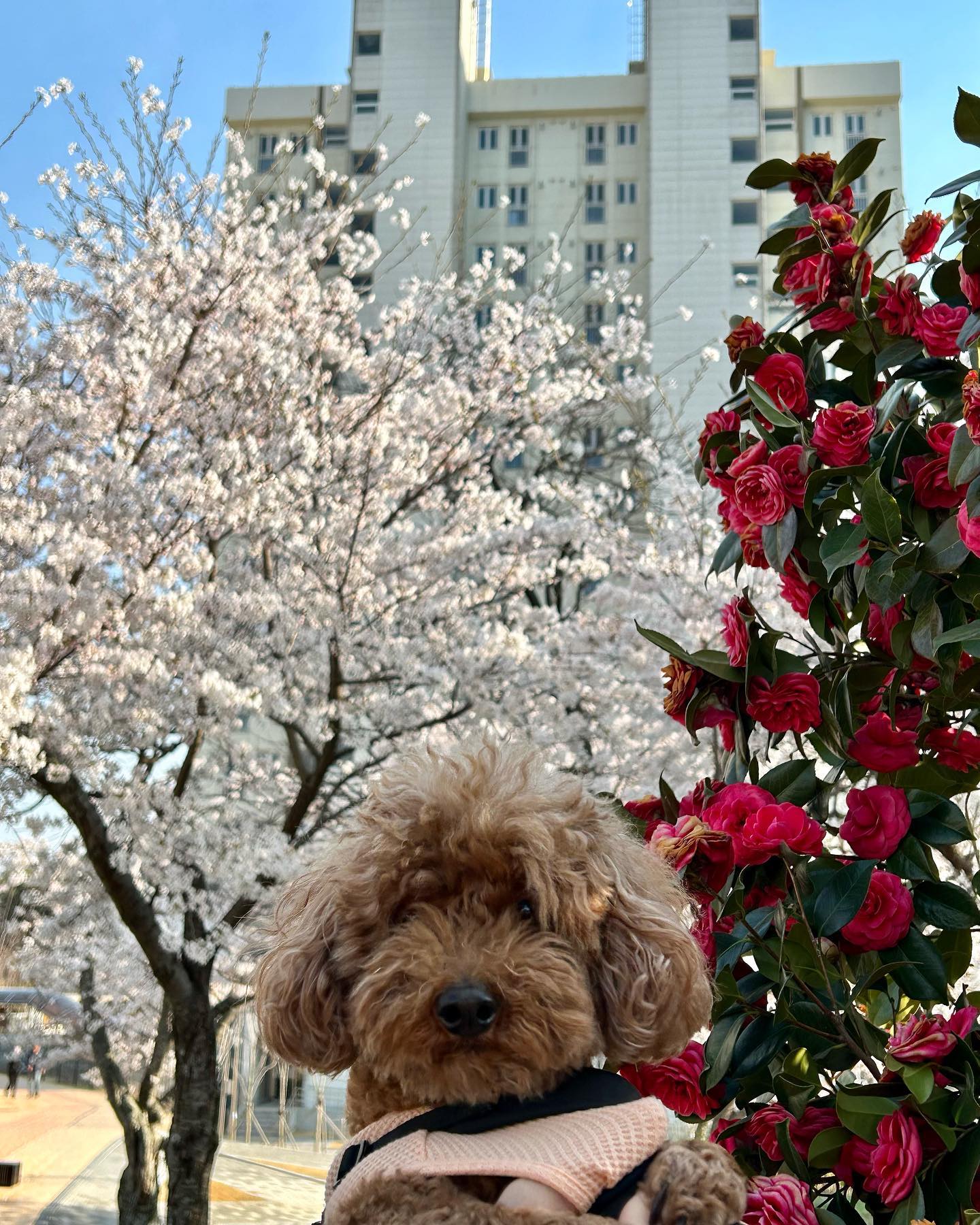 ⠀
누가 꽃이야🐶🌸