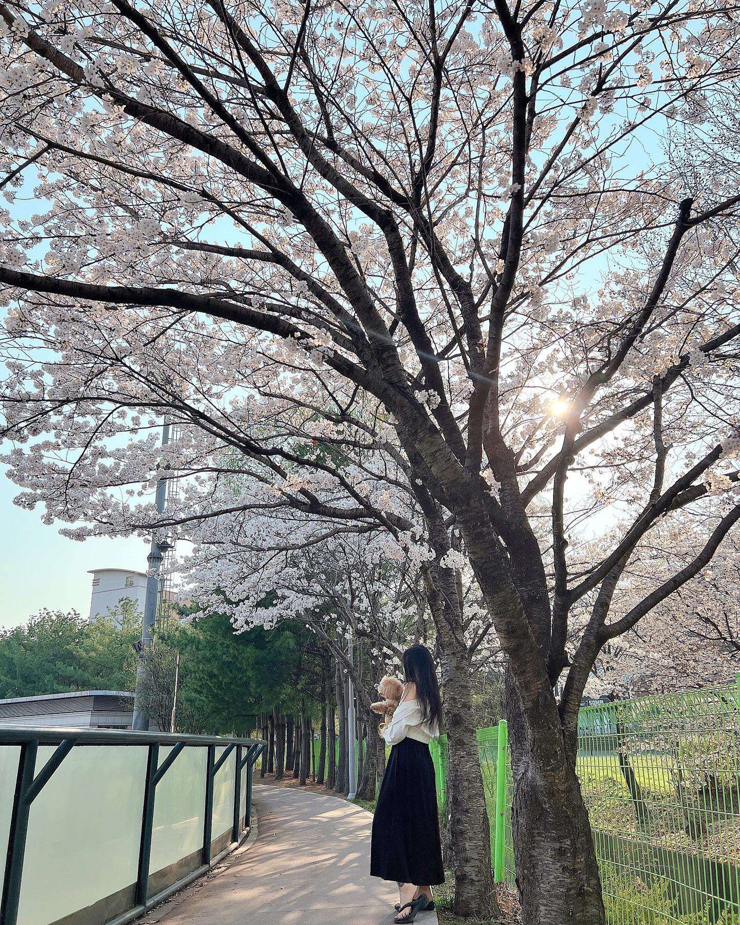 집 앞에 꽃이 만개해서, 스-을쩍 장수랑 나갔다 왔어🐯❤️ 
.
.
.
.
.
.
.
#운동 #운동하는여자 #하체 #Gym #스쿼트 #운동녀 #선팔하면맞팔 #운동기록 #운스타그램 #헬스녀 #레깅스 #운동복 #운동스타그램 #헬린이 #ootd #헬스타그램 #멍스타그램 #헬린이의하루 #운동소통 #좋아요 #안양 #안양일번가 #시흥 #범계 #평촌 #헬스 #일상소통 #ㅇㅇㅇ #벚꽃 #오운완