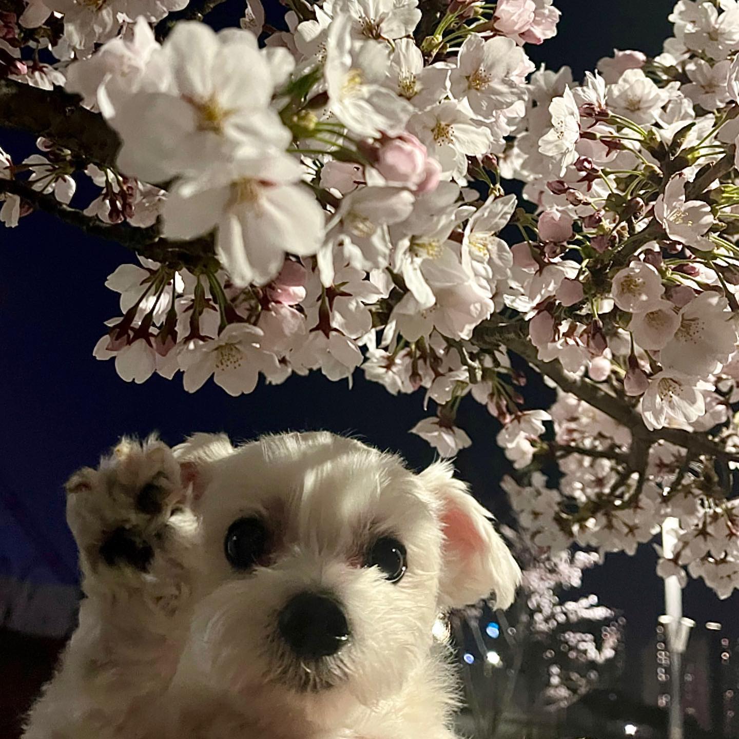나.. 구름 벚꽃과의 셀카는 망했다..🌸#벚꽃 #꼬질 #털찜