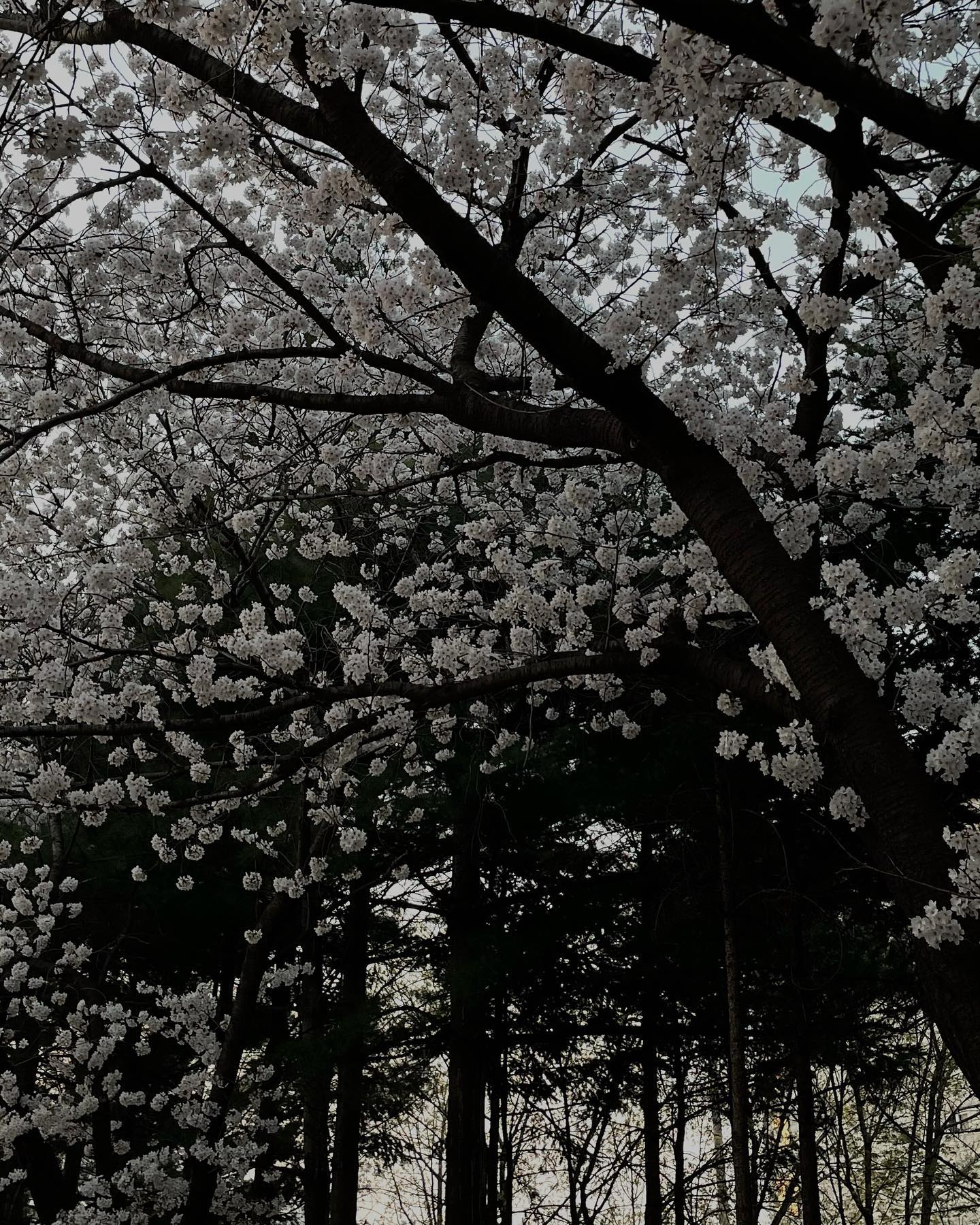 콘텐츠