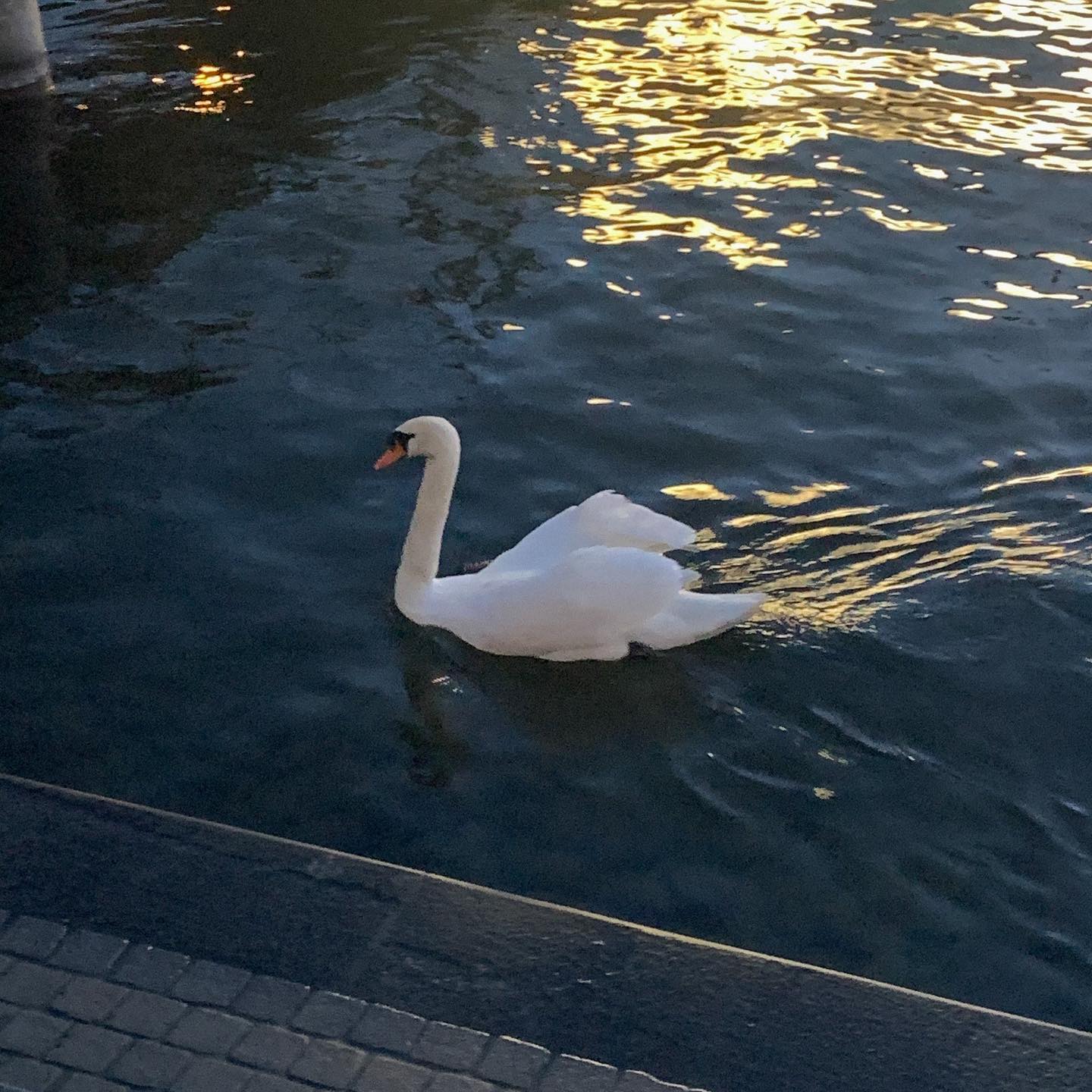 🦢
