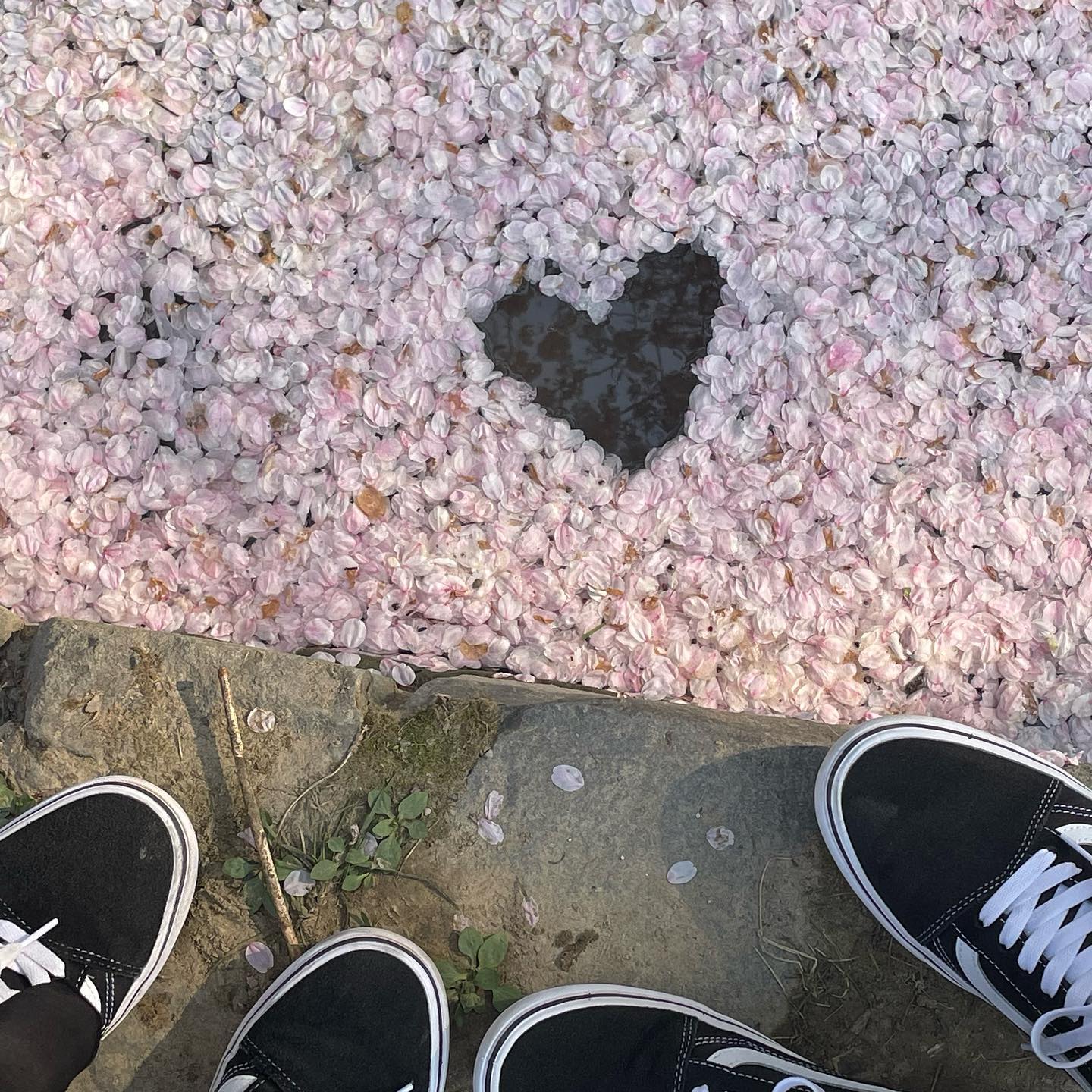 벚꽃놀이🌸