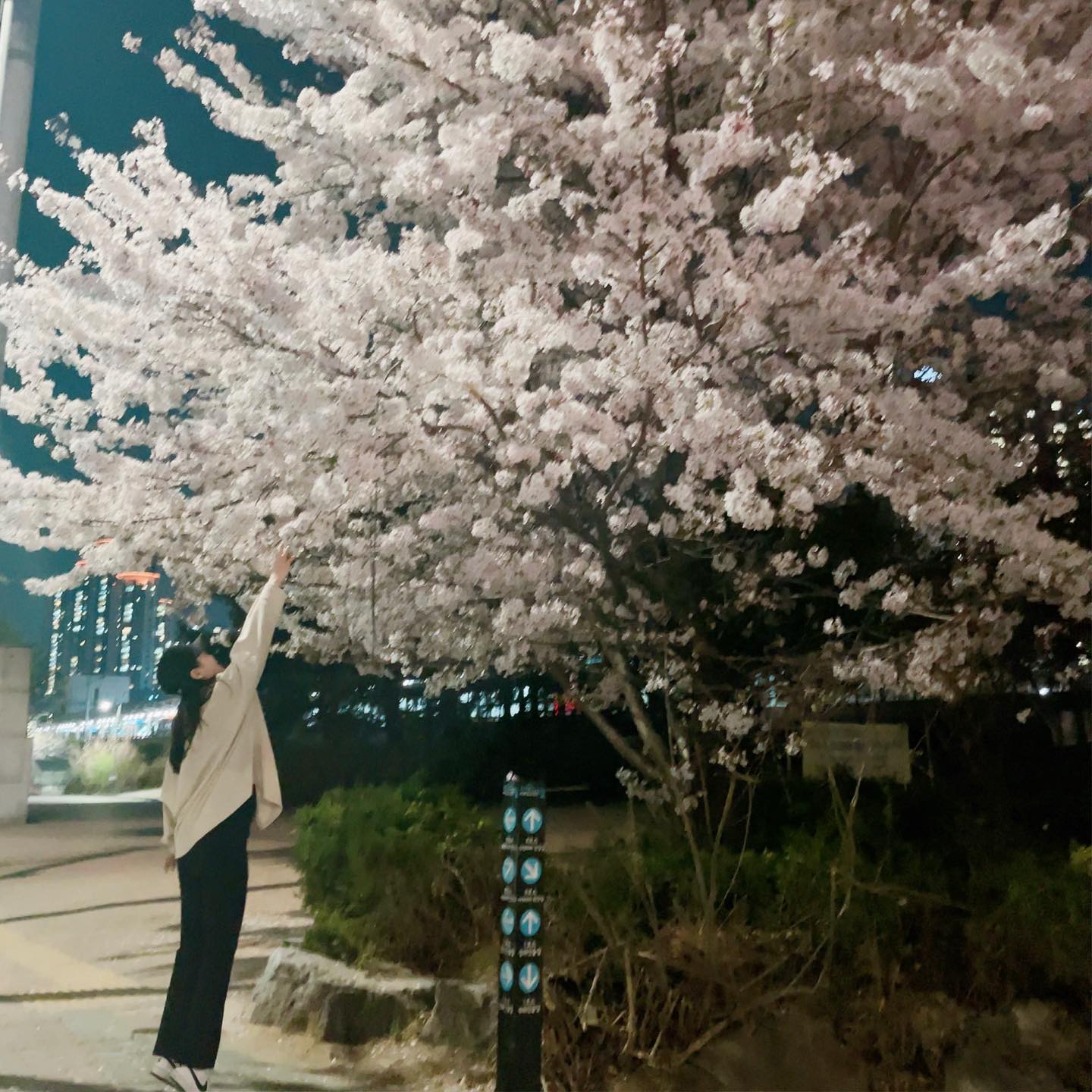 동네에 한가득 피어있는 벚꽃나무 구경했어요~ 
인적드문곳으로 잠시 드라이브 가서 #벚꽃 사진 한장 찍고~^^

연출컷 찍으시느라 수고하신 #최작가 님(남편)ㅋㅋㅋ 감사합니다~ 👍🏻

#벚꽃명소 
#봄꽃구경 
#가좌역
#벚꽃구경 
#다졌다