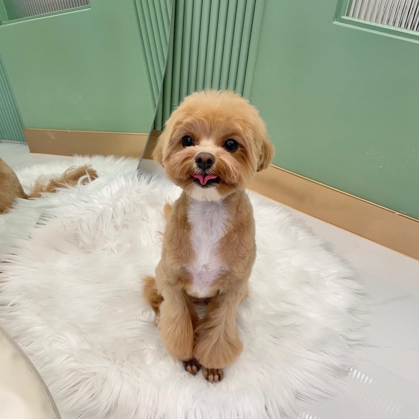 오랜만에 호두 미용해따요🫧🧼 어때여⁉️

#멍스타그램 #말티푸 #강아지 #멍팔 #멍팔맞팔 #멍팔환영 #멍스타그램🐶 #멍멍이그램 #멍스타 #선팔하면맞팔 #멍팔환영 #멍멍이 #멍멍이그램 #멍스타그램🐾 #멍팔해요 #멍뭉이 #멍멍이일상 #멍스타그램🐶🐾 #멍스타 #멍팔 #멍 #puppy #puppystagram #dog #dogstgram #instadog #pet #animals #강아지미용 #강아지꾹꾹이 #꾹꾹이 #강아지귀여워 #2023년