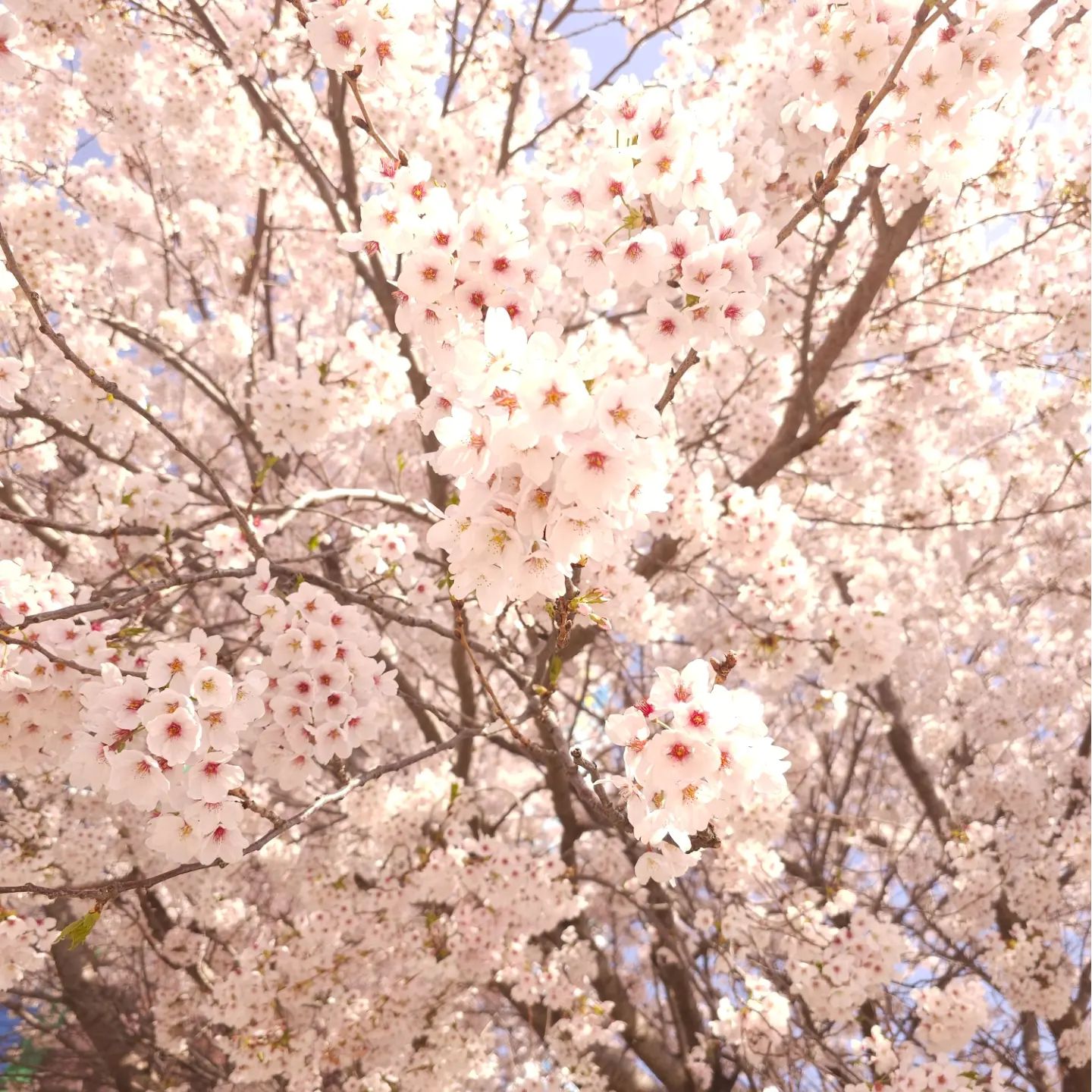 🌸4/8일 벛꼬ㅊㅠ🌸

#4월#벛꽃#봄#대부도#나들이#여행
