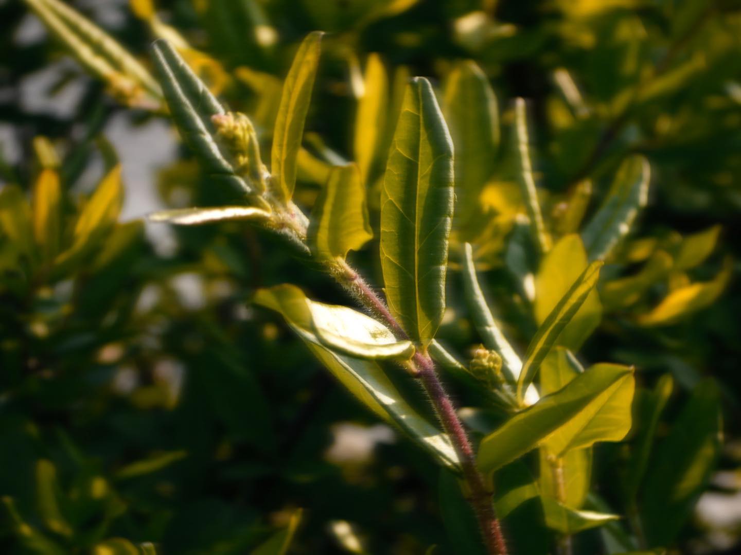 verde