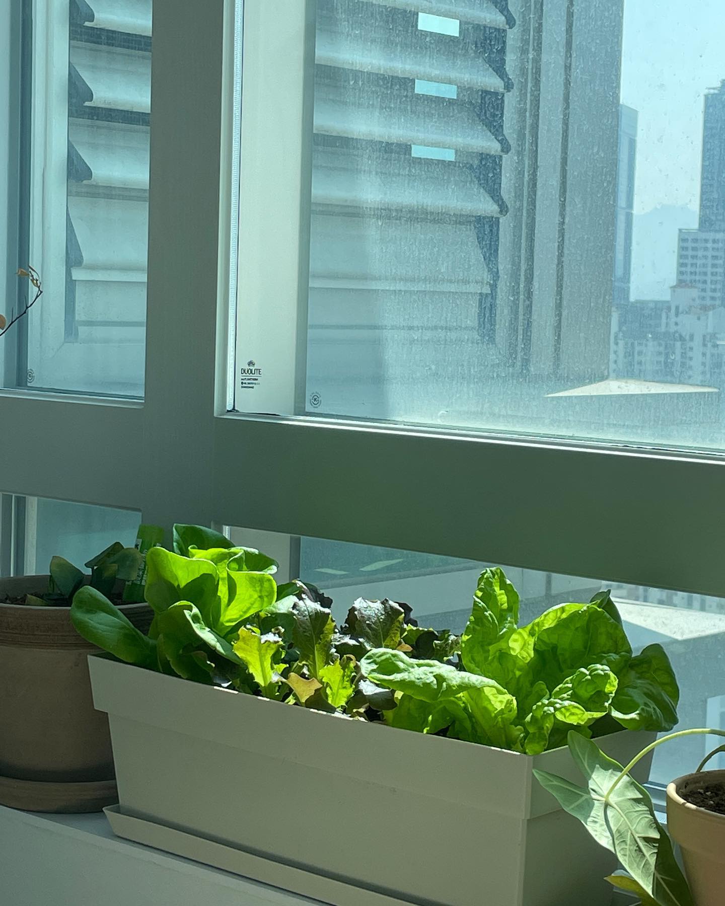 육아휴직을 낸 남편과 이런 시간들이 언제 다시올까싶어 열심히 돌아다니는 중🍀
헬로우가든마켓 hello._.market 에 다녀왔어요
남편이 원하던 큰 화분과
식집사에 입문하기에 딱 좋은 나를 위한 상추 모종들을 사왔답니다
남편이 사고 싶었던 식물은 오늘 없다고해서 인터넷으로 주문하기로 ㅠㅠ
👍식물을 구매 시 분갈이할 수 있는 곳이 있었어요!
(단, 상추는 분갈이가 불가해서 3,000원주고 흙 구매해왔어요)
요기 들르기 전에 32,000원짜리 알로카시아를 봤었는데 6,000원에 판매중이더라고요?!
역시 식물은 요런 곳에서 사면 저렴하게 좋은 식물을 델꼬올 수 있는 거같아요
베이비를 재우고,
분갈이를 시작했는데 남편이 다 해줌😊
흙에서 애벌레 같은게 나와서 둘 다 깜짝 놀랐….!!!!!!!
빛이 잘 드는 창문에 잘 두었는데, 얼른 수확해먹고 싶다구요😃
오션이랑 식멍도 하고..
하루 할 일이 1개 늘었습니다 😘
수확은 내가해야하는데 우리집 솜이가 대신 수확을 해주시네요🐶🐶