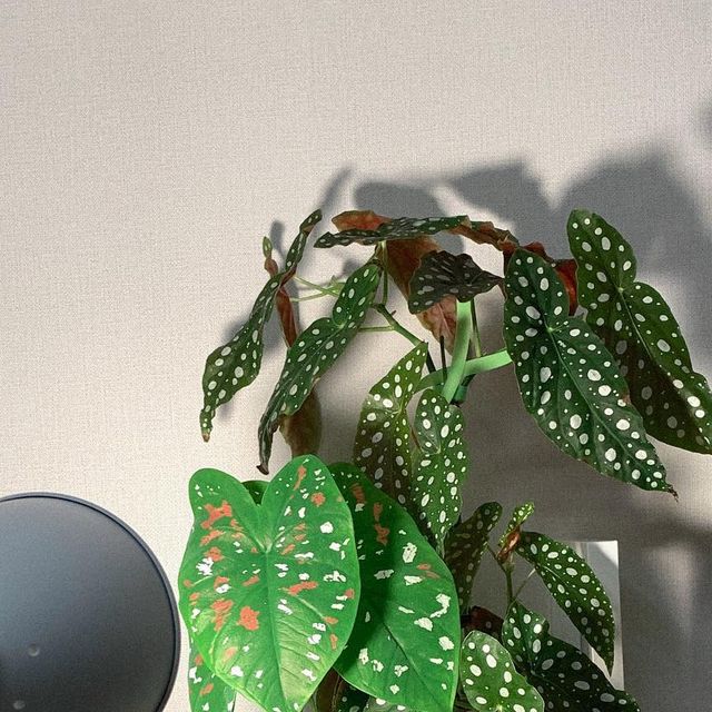 태비 on Instagram: "#협찬 

─ 퓨쳐그린
─ 13W 확산형 쑥쑥이 식물전구💡

∨ 
본격적으로 식집사가 된지 벌써 1년...🌷 식물과는 궁합이 영~ 아니던 제가 식생활에 입문하는데 가장 큰 도움을 준 한 가지를 꼽자면 식물등이 아닐까 싶어요!

1년 내내 집 안으로 햇빛이 드는 시간이 너무 적어서 식물이 자라기에 별로 좋은 환경은 아니에요.

개인적으로 잎이 화려하고 큰 식물들을 좋아하는데 햇빛이 적으면 무늬도 흐려지고 잎도 작아지고... 식태기 오기 딱 좋은 조건이죠. ㅠㅠ

∨
지금은 4단 선반을 꽉 채우다 못해 옆 테이블에까지 식물을 올려두고 있지만, 처음에는 화분 2~3개 정도로 시작해서 작은 식물등으로도 충분했는데요.

이번 겨울에 마큘라타랑 몬스테라가 폭풍성장을 하면서 기존에 쓰던 식물등으로는 광량이 부족했는지 잎 끝이 슬금슬금 마르더라구요. 🥀

대형 식물용으로 식물등을 알아보다가 퓨쳐그린 전구를 사용해보게 됐는데 역시 많은 분들이 쓰시는 제품은 다르네요. ㅎㅎ

∨
작은 10W 식물등만 쓰다가 13W 식물등은 처음 써보는데 빛 세기 차이가 엄청나네요~ 확산형 전구라서 전구 1개로도 4단 선반 전체를 다 비출 수 있어요. ✨

몬스테라 줄기가 너무 여기저기 팔을 뻗어서 빛을 못 받는 잎이 있었는데 지금은 고르게 빛을 받고 있어요. :)

+ 몬스테라는 아마도 빛이 부족해서 한 쪽으로 수형을 못 잡고 여기저기 줄기를 뻗었던 것 같은데 퓨쳐그린 식물등을 2주 정도 사용해주니 식물등 방향으로 예쁘게 수형이 잡히고 있어요!

∨
식물등을 처음 구매하시는 분이라면 이것만큼은 꼭 확인하셨으면 하는게 PPFD(광량자속밀도) 값인데요.

식물등 효과를 보려면 PPFD 값을 반드시 확인해야 하는데, 조도(빛의 밝기) 값만 안내하는 제품들이 간혹 있어요. ㅠㅠ

단순히 빛이 밝다고 해서 식물등 효과가 좋아지는 건 아니니 때문에 식물등 구매하실 때 꼭 확인하세요!

∨
마지막 사진은 최근에 겨울잠 깨운 칼라디움 구근인데 잎 크기도 작년보다 커지고 무늬도 선명해지고 처음으로 꽃대도 올라왔어요!

적색 파장 비율을 높여서 개화, 성장에 특화된 쑥쑥이 전구를 써서 그런지 효과를 확실히 본 것 같아요. ><"