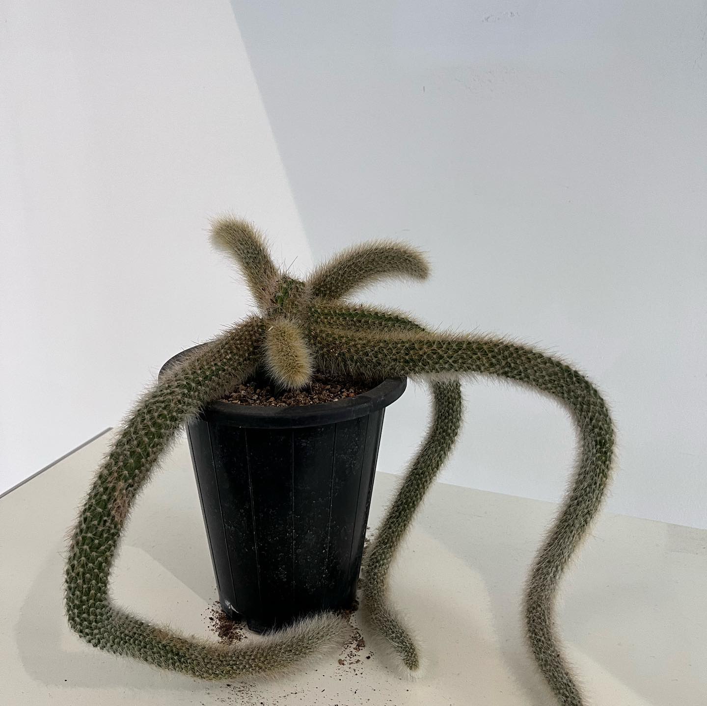 빙글빙글 돌아가는 하루 🌀🌀