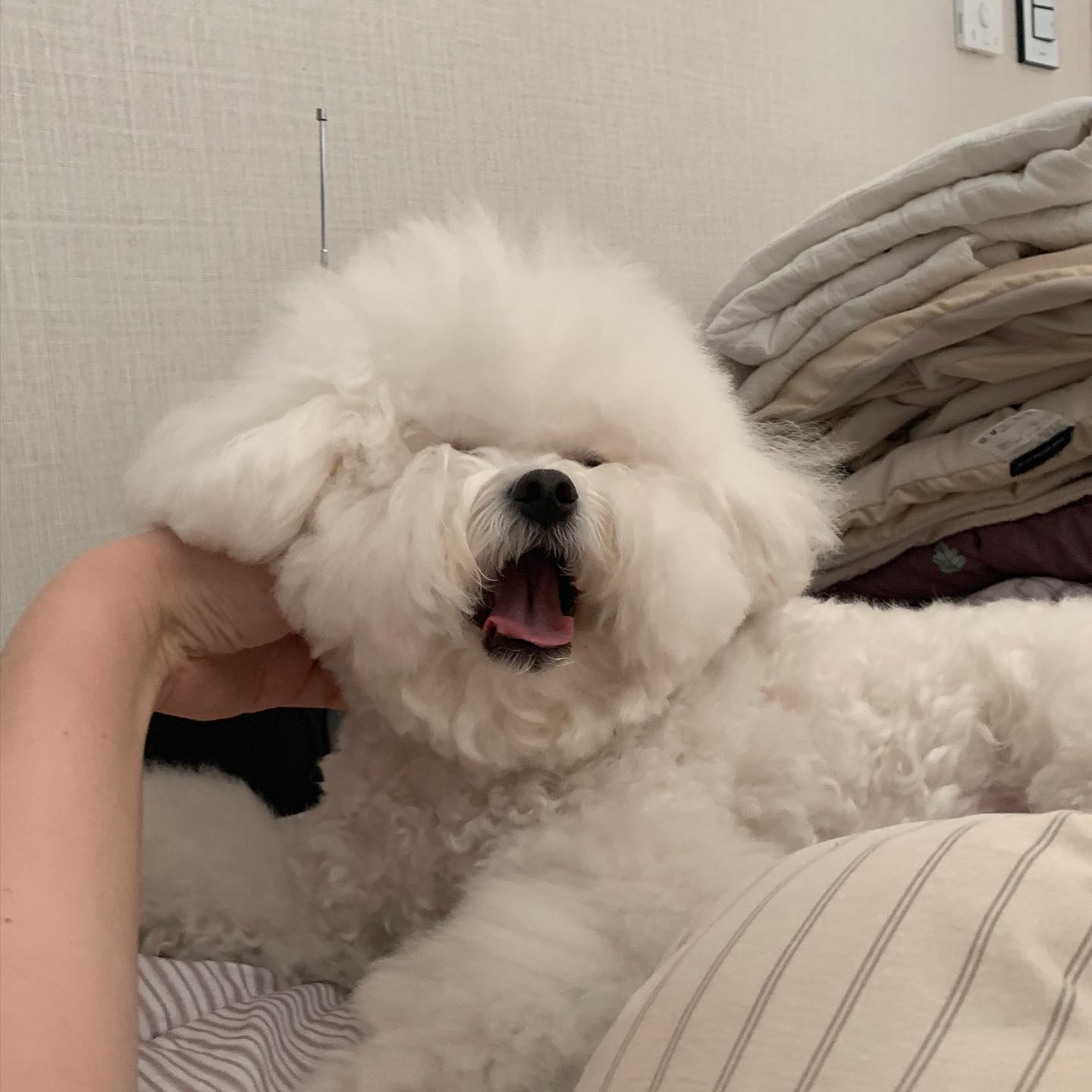 난 누나 옆에서 자는게 조아. 왜냐면 시원하게 긁어주고 만져주거덩! 🤍🤍 #마지막사진이젤귀여워 #쌀알이3개