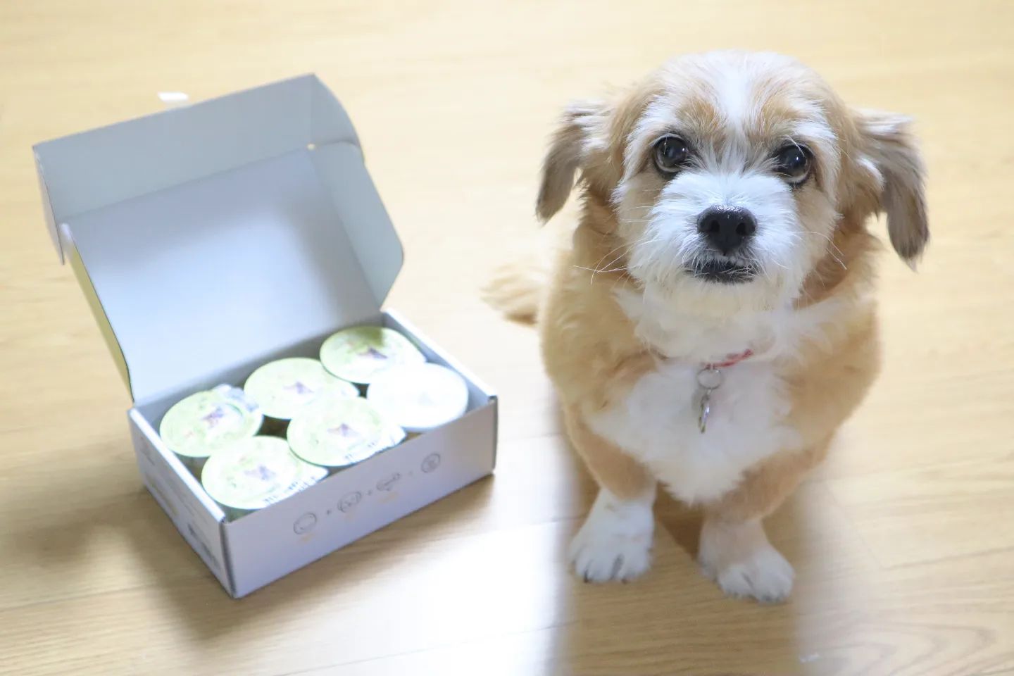 #협찬 #와그작 
 
저는 강아지 3마리를 키우고있는 집사인데요🐶
3마리중 두마리가 노견이 되면서 강아지영양소에 신경을 쓰고있습니다 그래서 고르고 골라 영양소 파괴가 적은 동결건조 상품을 고르게 되었는데요 하루 필수 영양소를 한컵에 담아 좋은 제품을 소개해 드리려해요😆

💌와그작 동결건조 간식💌은 3일만 지나도 눅눅해지는 다른 간식과는 달리 최소 단위로 소분하여 신선하게 급여가 가능하답니다👍

제품 당 와그작 전용 뚜껑이 따로 있어서 외출 및 보관이 편합니다
아이들의 기호에 따라 네가지 맛을 선택할 수 있으니 참고해주세요 :)

✅️대구랑 야채 / 두부랑 야채 / 오리랑 야채 /  소고기랑 야채✅️

https://smartstore.naver.com/ewagzak/products/7838656141

#동결건조#강아지간식#댕댕이간식#댕댕이#건강간식#다이어트간식#하루한컵#기호성좋은간식#맞팔 #선팔 #셀피 #일상 #좋튀 #좋반
