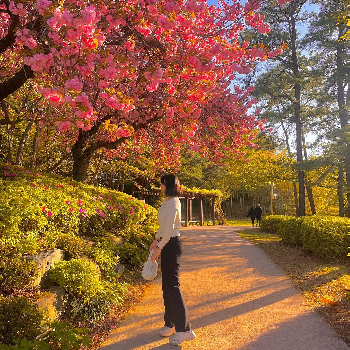 겹벚꽃ෆ⸒⸒ 예뻐˚₊·—̳͟͞͞♥
|
#울산체육공원 #울산겹벚꽃 #울산겹벚꽃명소 #마로니에길벚꽃