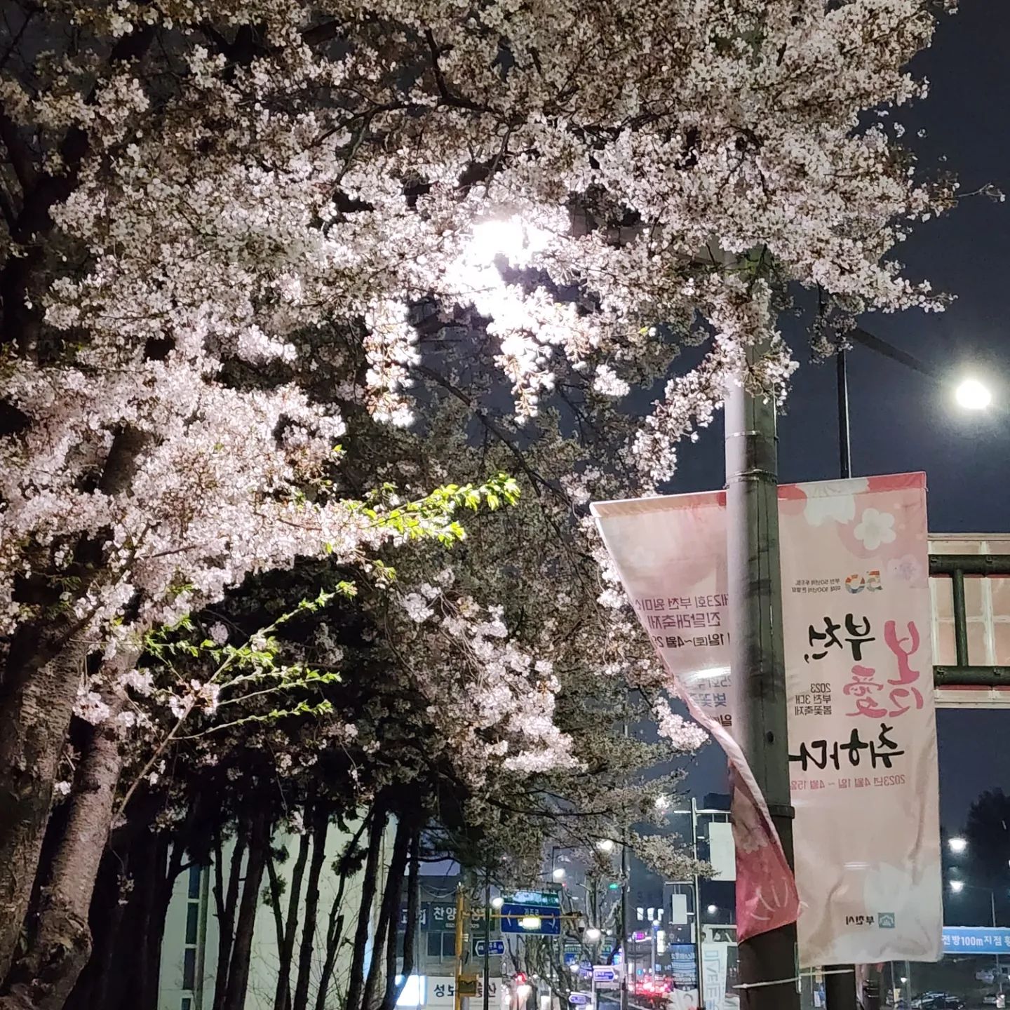 비바람에 정말 스쳐지나간 #벚꽃감상 #벚꽃 #안녕
#cherryblossom 👋🌸💮
#flowers